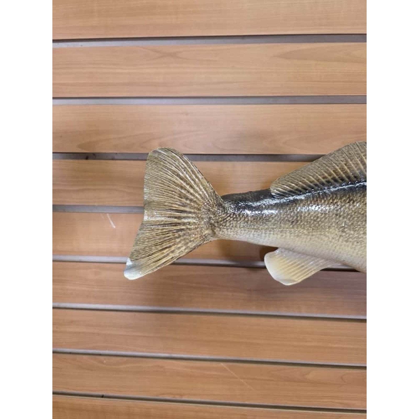 JTV218 - Real Skin Walleye Fish Taxidermy Mount 26”