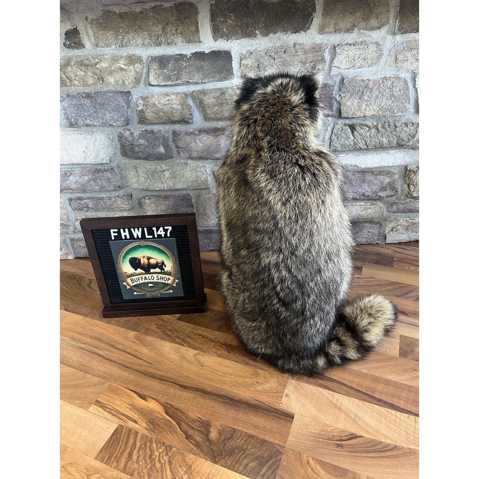 FHWL147- Fat Smoking Raccoon Taxidermy Mount