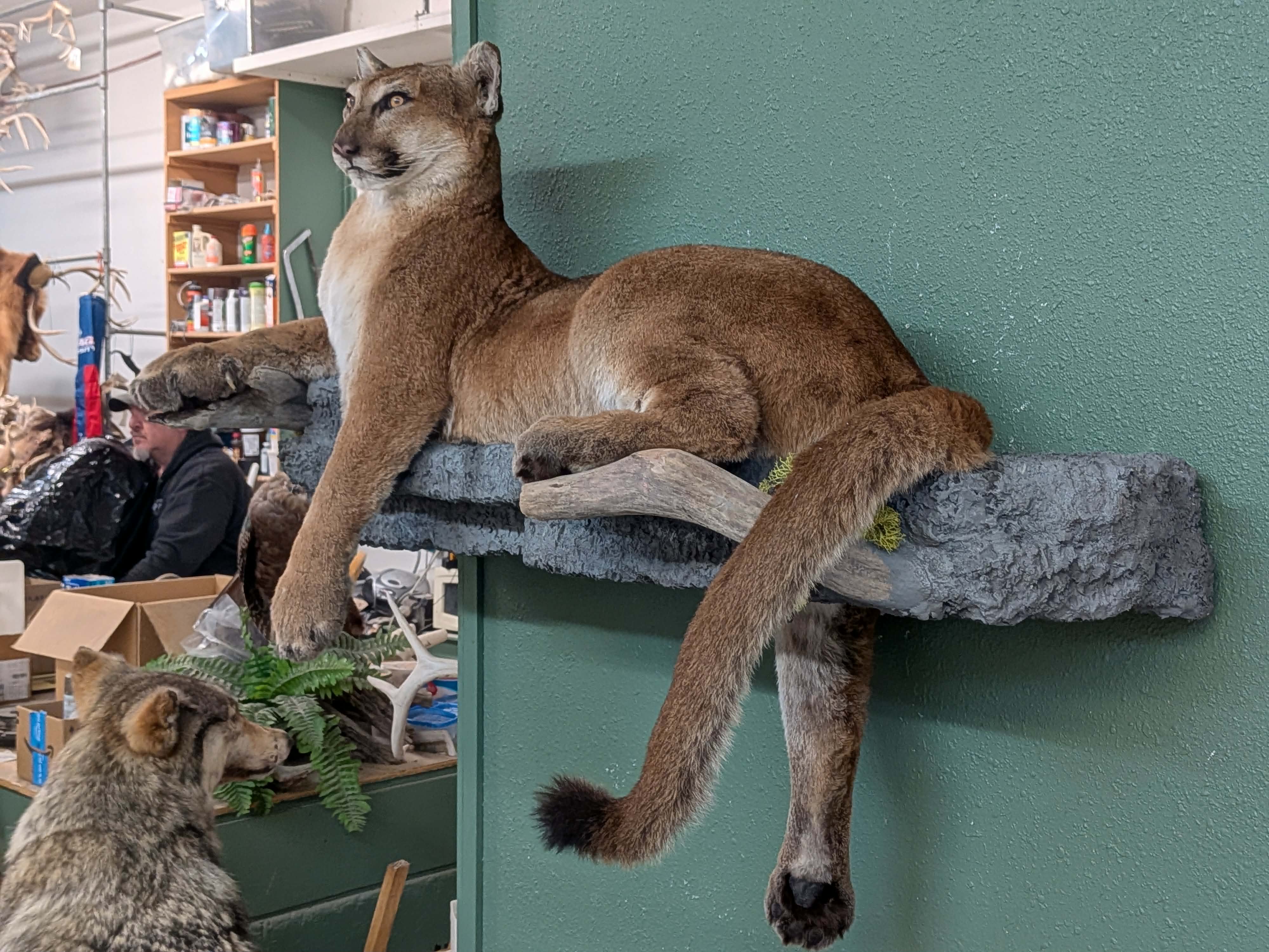 FHPAT3738- Cougar Lifesize Taxidermy Mount