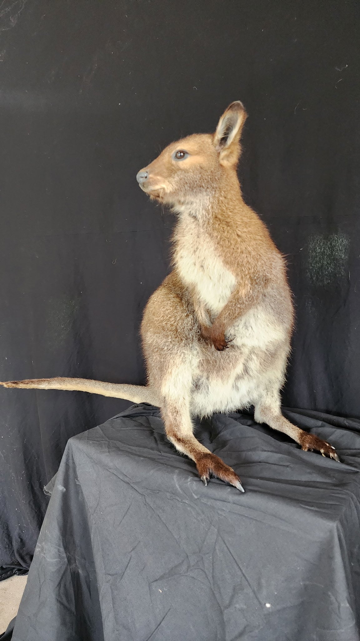 FHBRAD3 - wallaby Kangaroo Taxidermy Mount