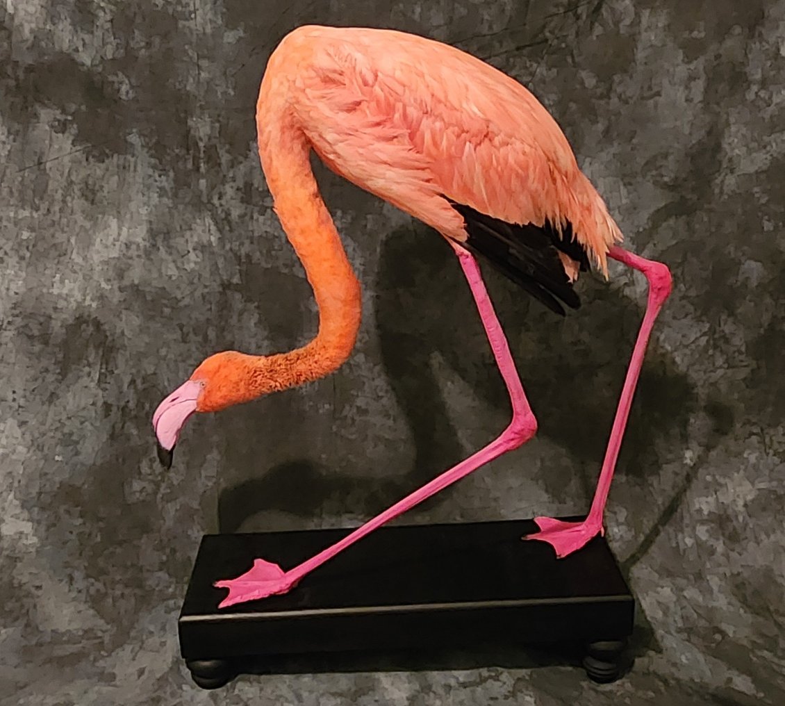 FHFLAM1 - Chilean Flamingo Museum quality Taxidermy mount bird