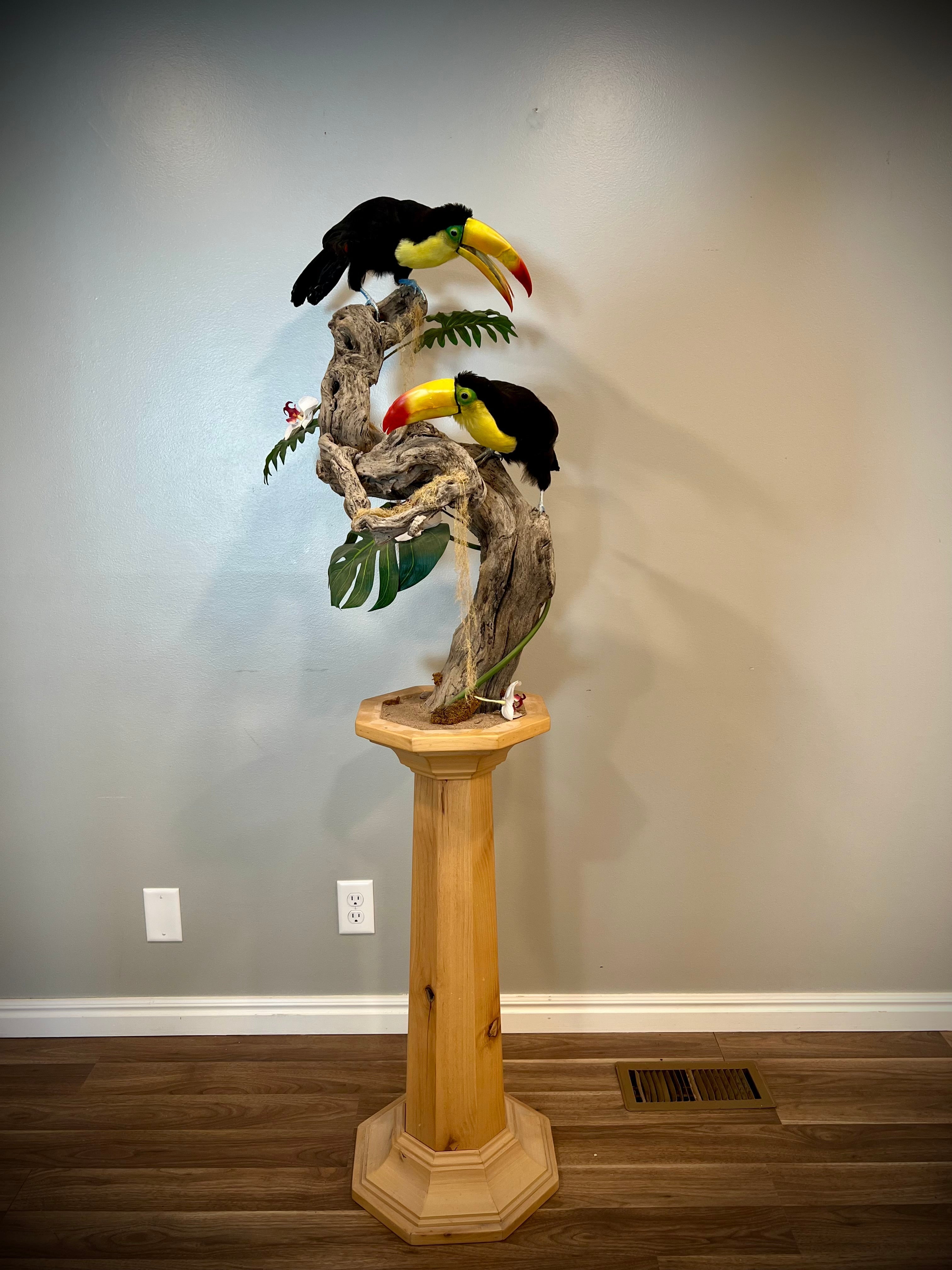 FH739-Keel billed toucans taxidermy mount - captive bred