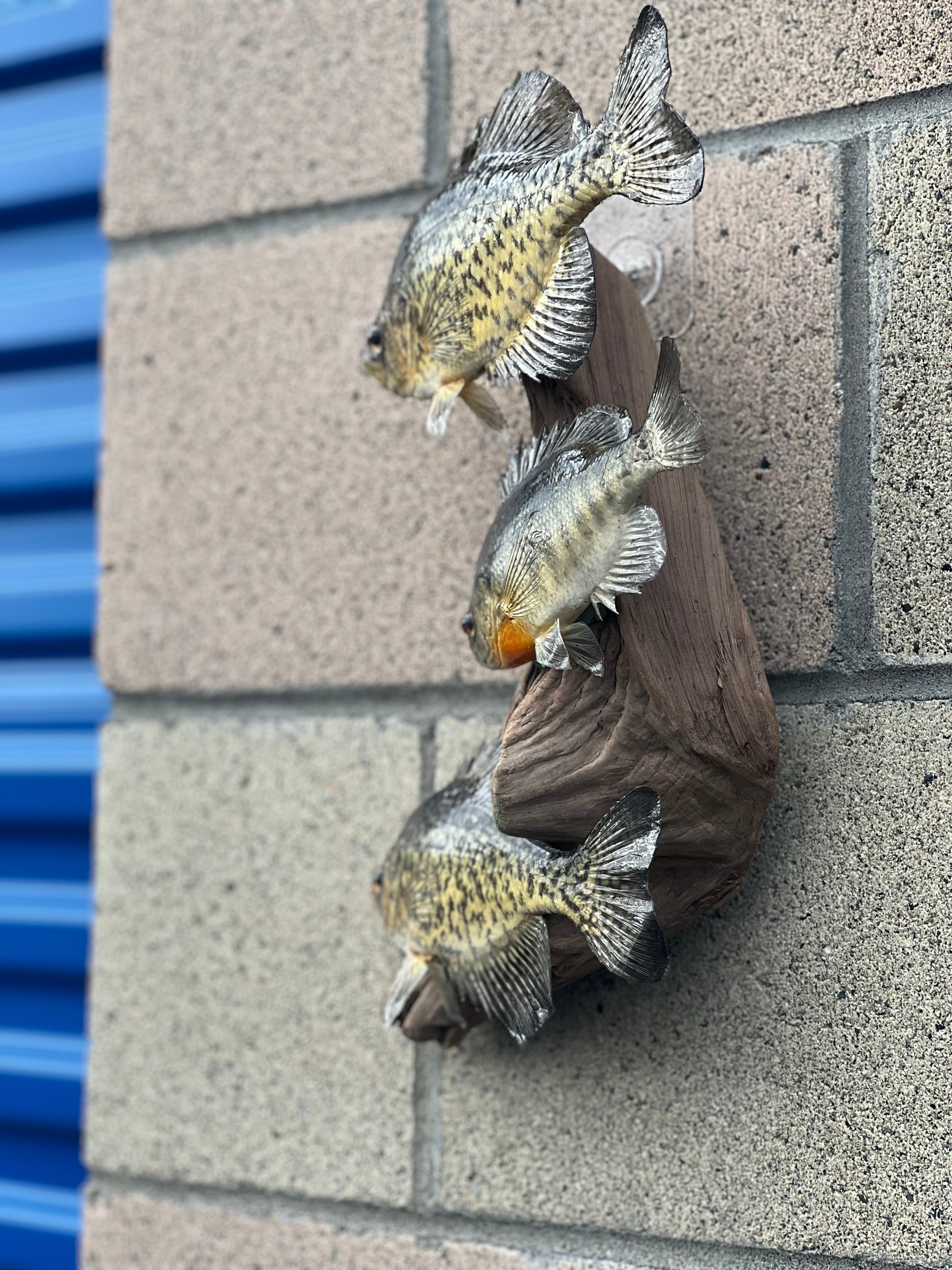 Beautiful Crappie Fish Taxidermy Wall Mount Wildlife Real Skin