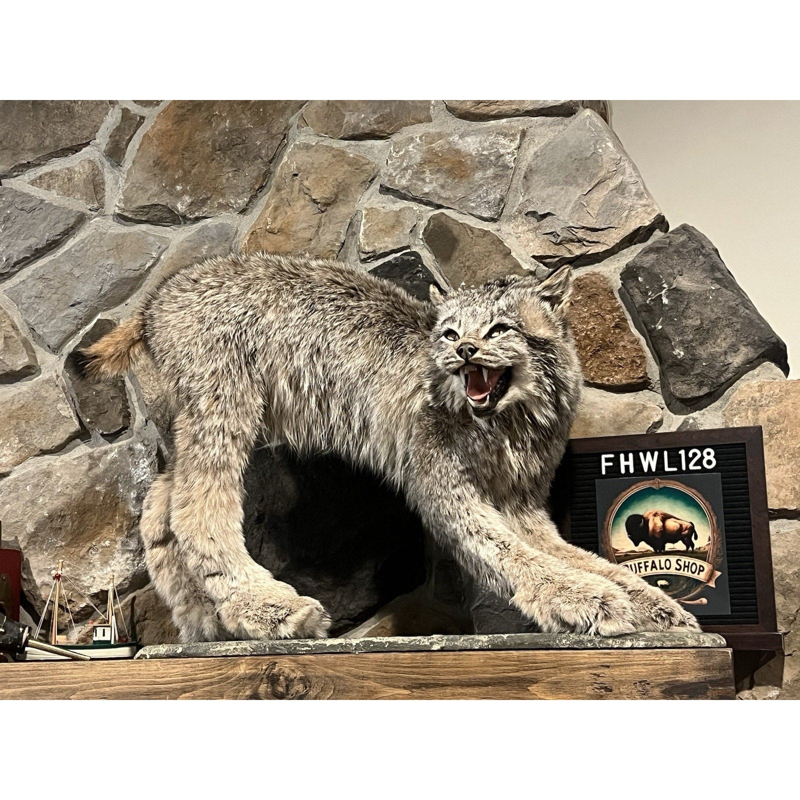 FHWL128 - Alaskan Lynx Taxidermy Full Body Mount Prime Fur