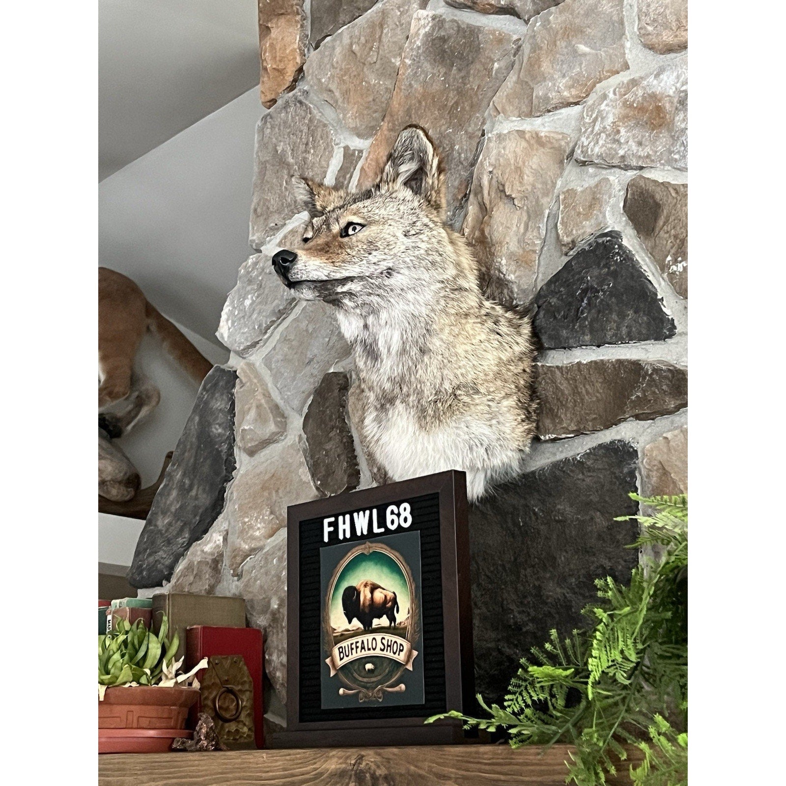 FHWL68 - Coyote Shoulder Museum Quality mount Taxidermy