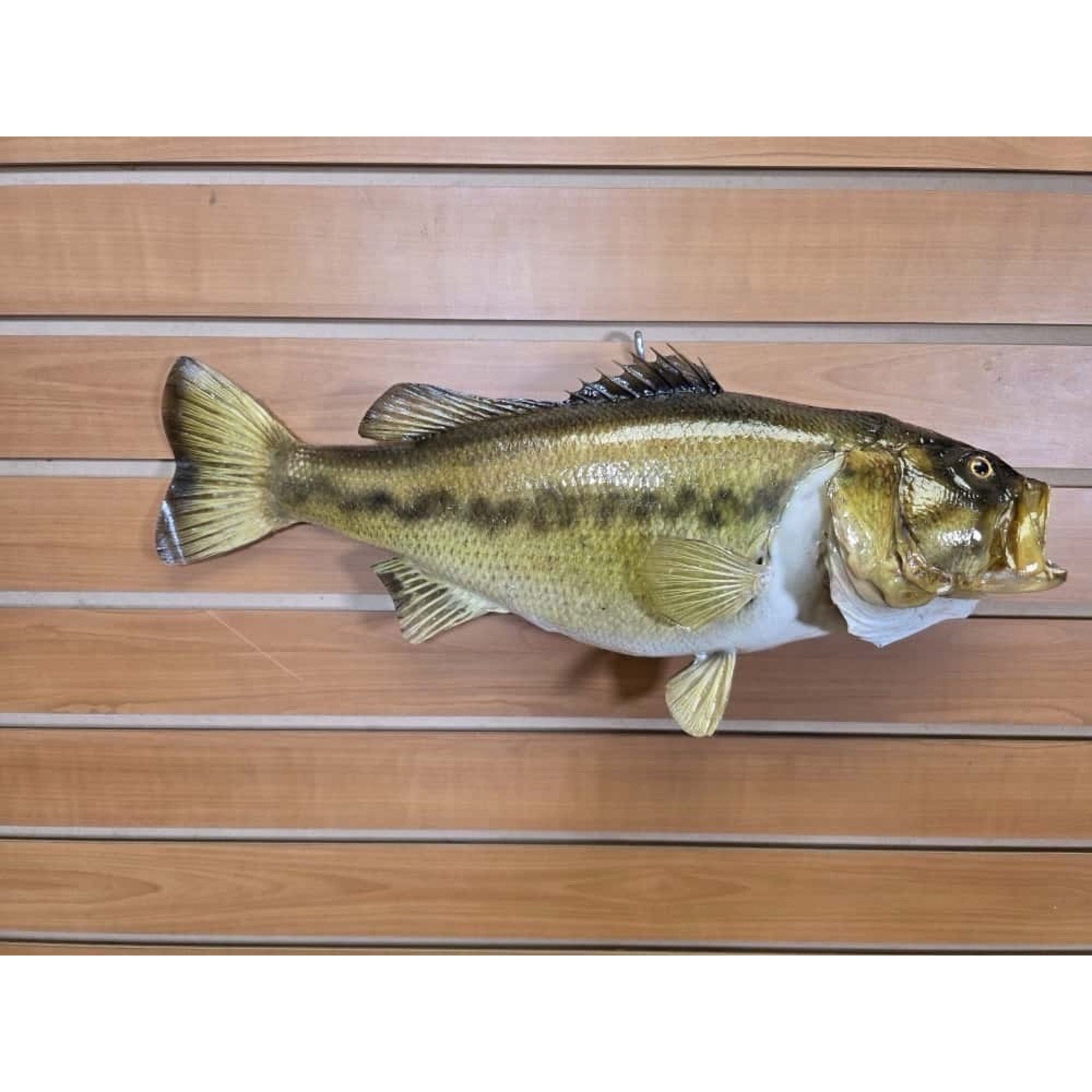 JTV206 - bass 19” Real Skin Fish Taxidermy Mount