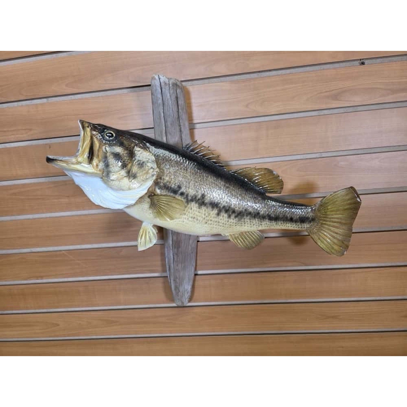 JTV210 - bass 20 1/2" Real Skin Fish Taxidermy