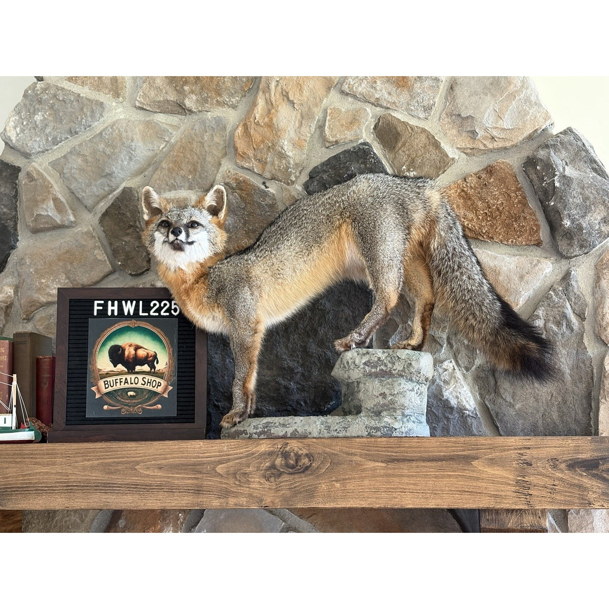 FHWL225 - Grey Fox Taxidermy Full Body Mount Cabin Camp Man Cave