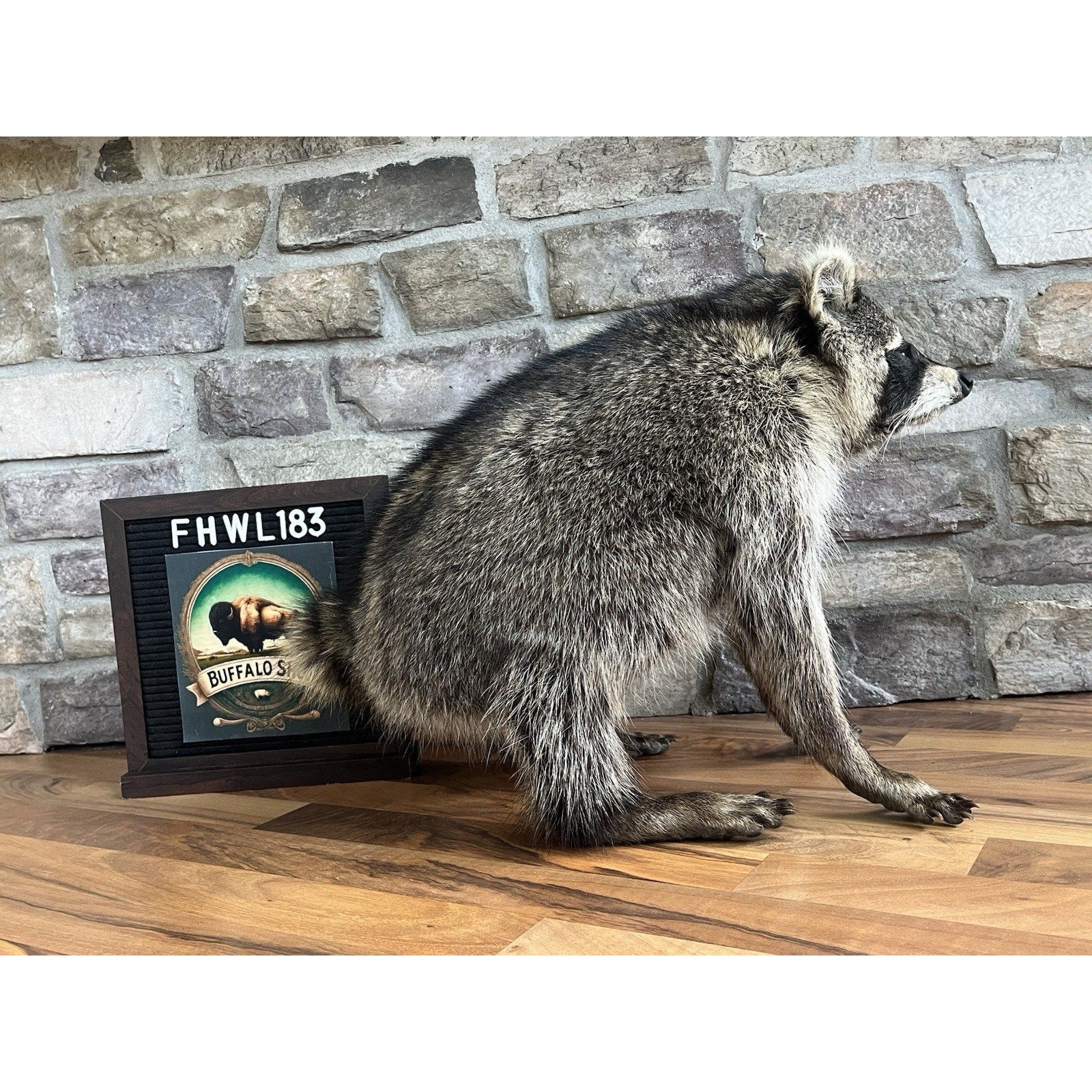 FHWL183-Jimothy Fat Raccoon Taxidermy Mount