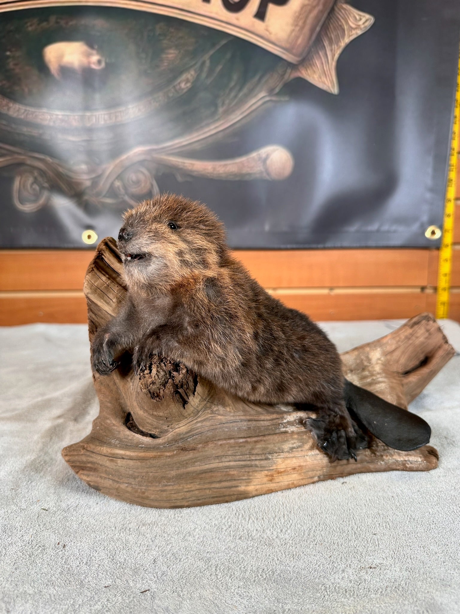 FHBEAV33- Beautiful Adorable baby beaver taxidermy mount