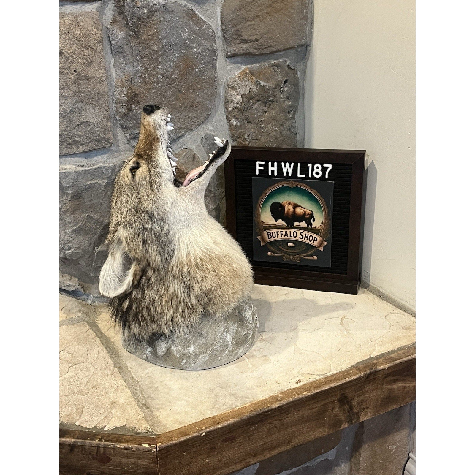 FHWL187 - Howling Coyote Shoulder Museum Quality mount Taxidermy