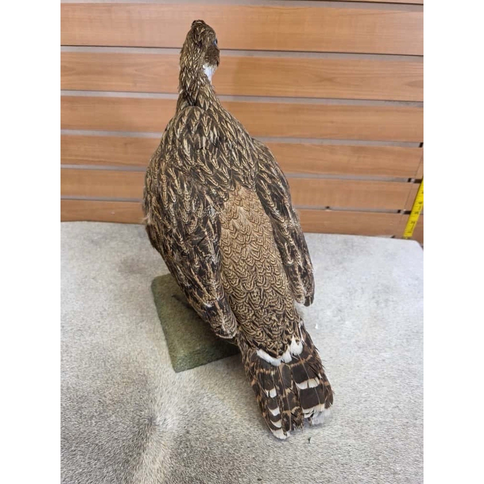 JTV253 - impeyan hen farm raised Taxidermy Mount
