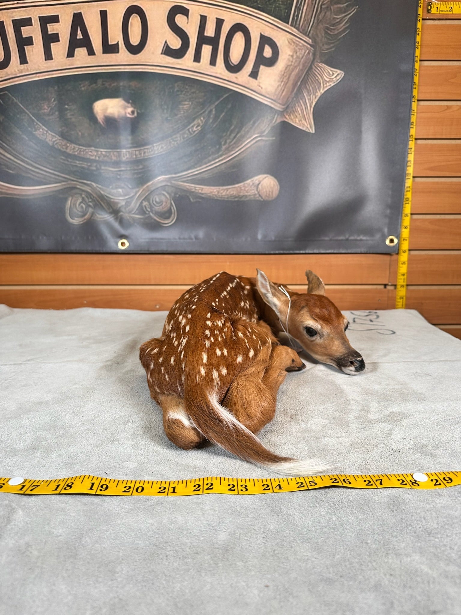 FHDEER3- Baby Deer Fawn tiny taxidermy mount