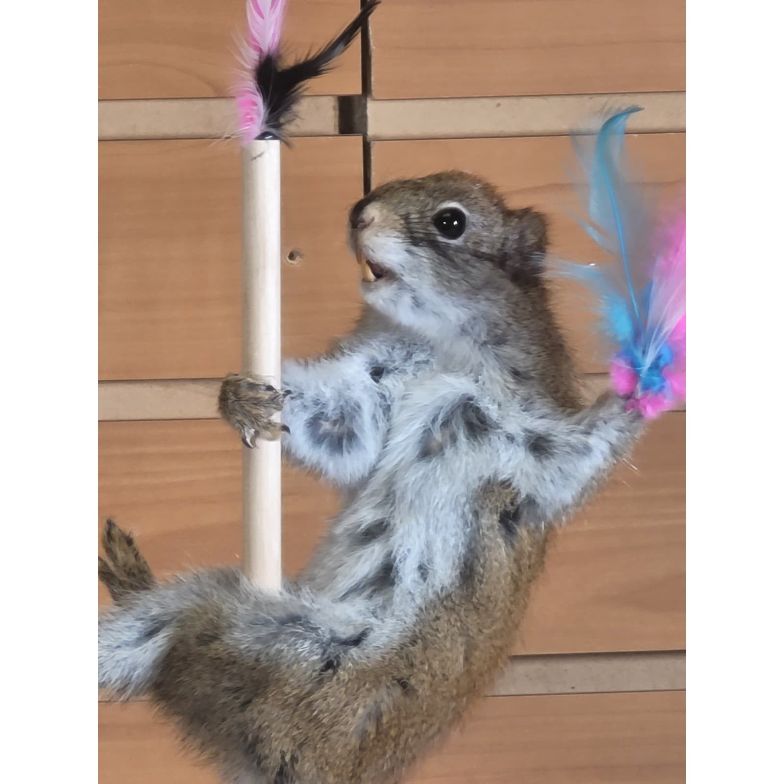 FHSQ307 - Stripping American Red Squirrel Taxidermy Mount