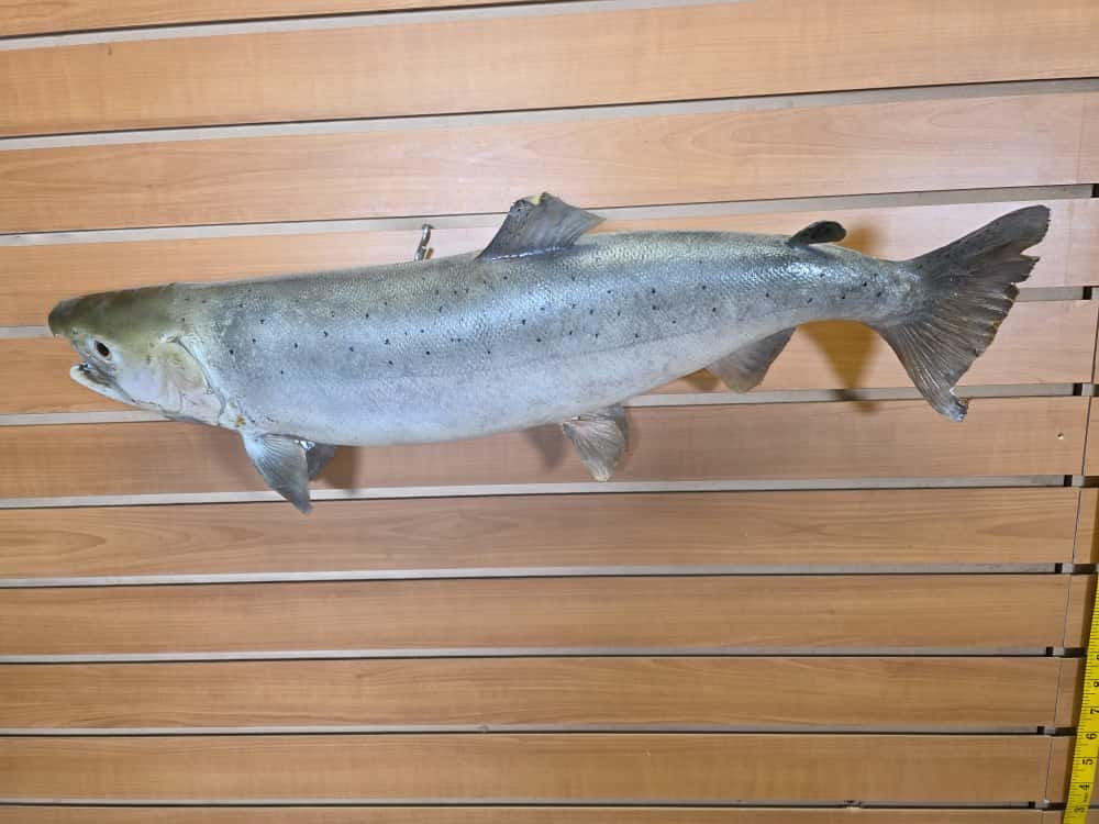 JTV268 -27" Trout Real Skin Fish Taxidermy