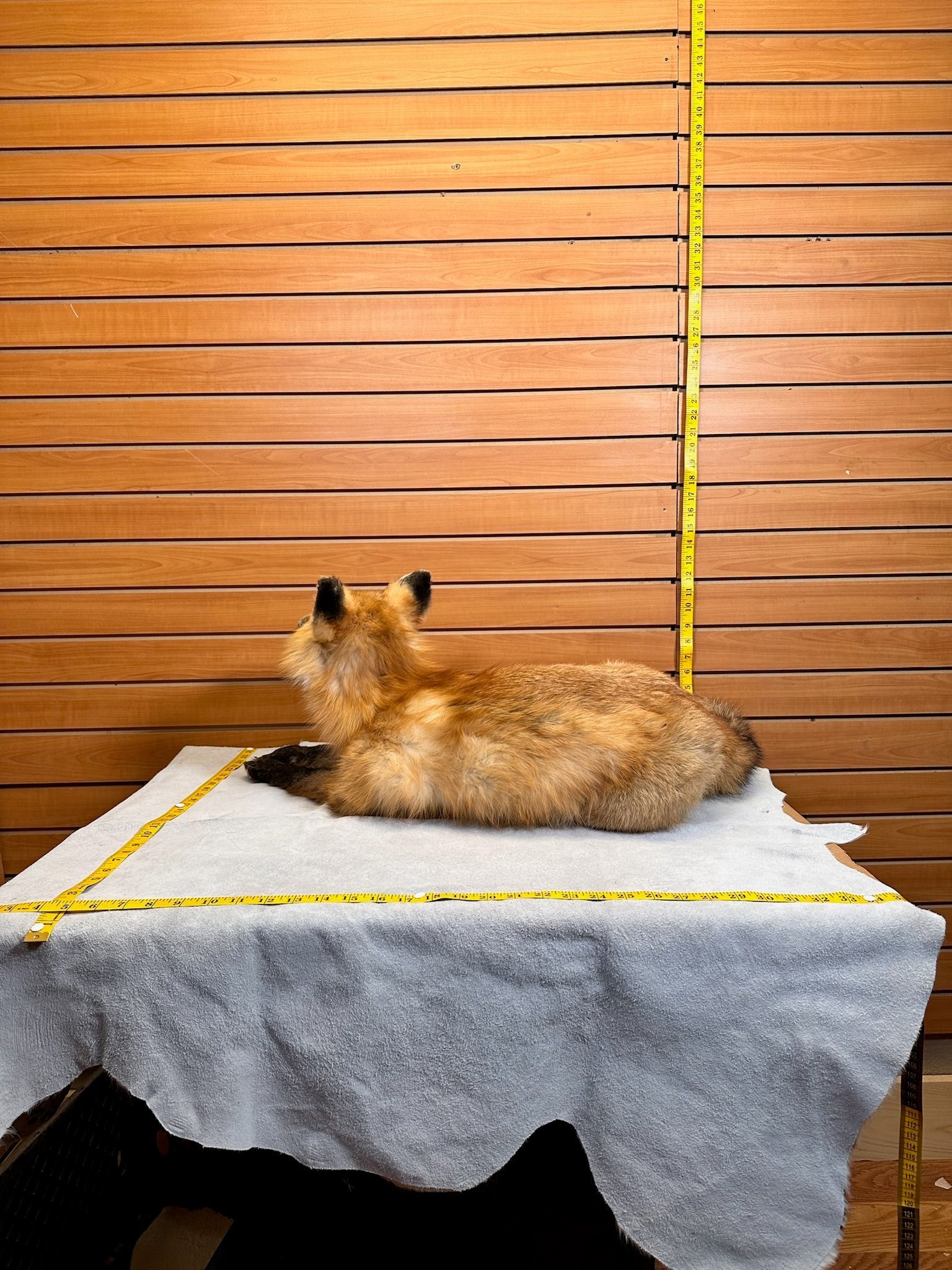 FHFOX13-Red Fox Taxidermy Full Body Mount Prime Fur