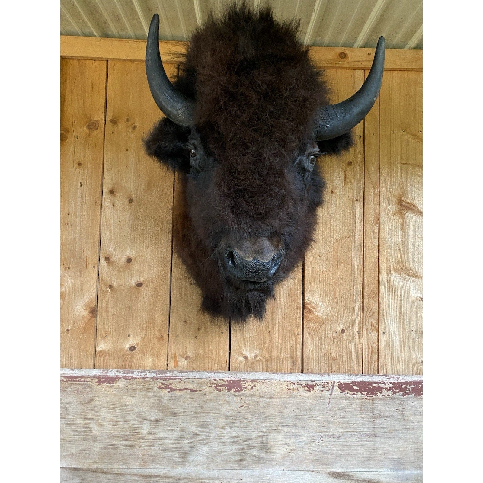FHDAR42-XL Buffalo Taxidermy Shoulder mount Bull