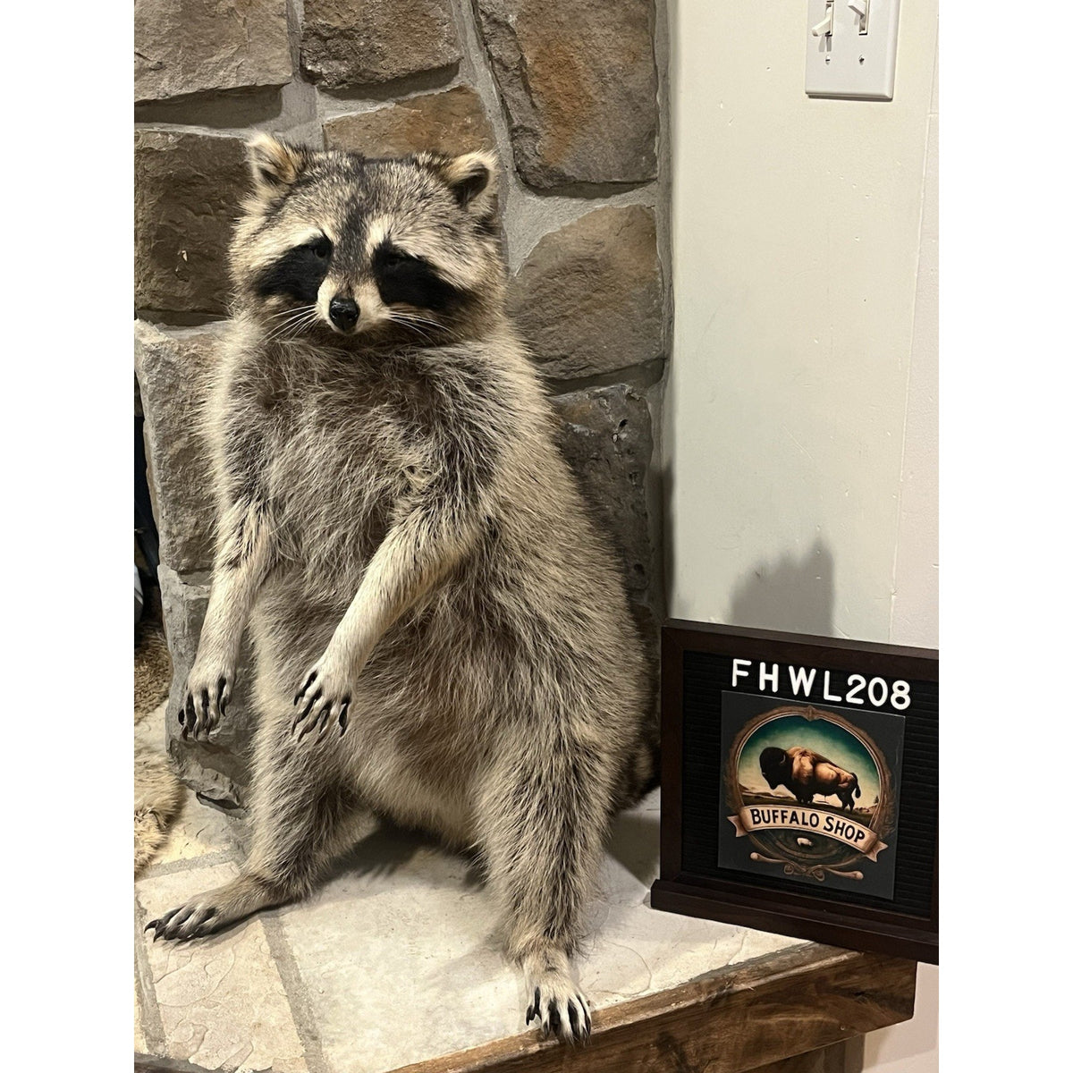 FHWL208 -premium Fat Raccoon Taxidermy Mount