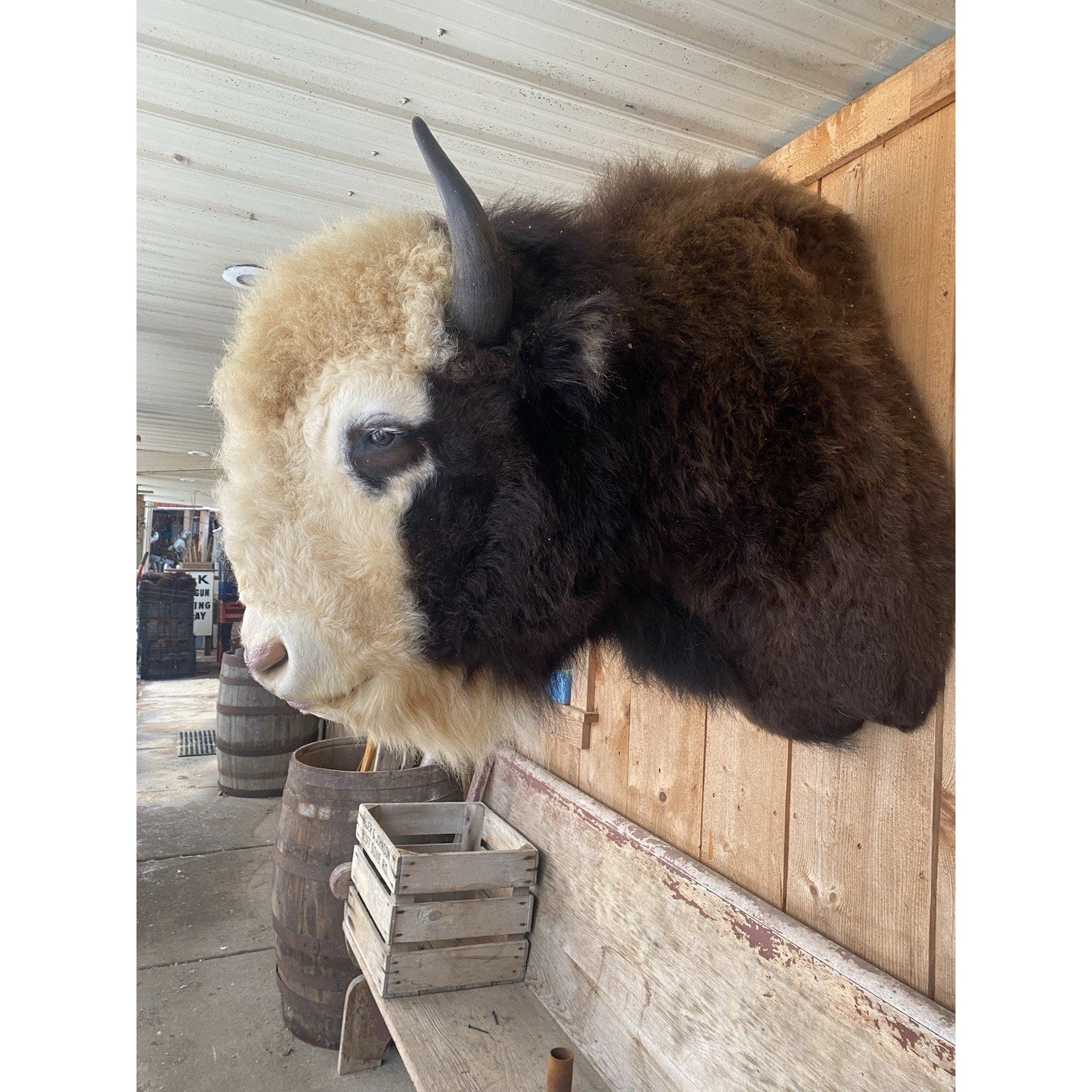 FHDAR41- Rare Sacred White-faced Buffalo Bison Taxidermy Shoulder mount