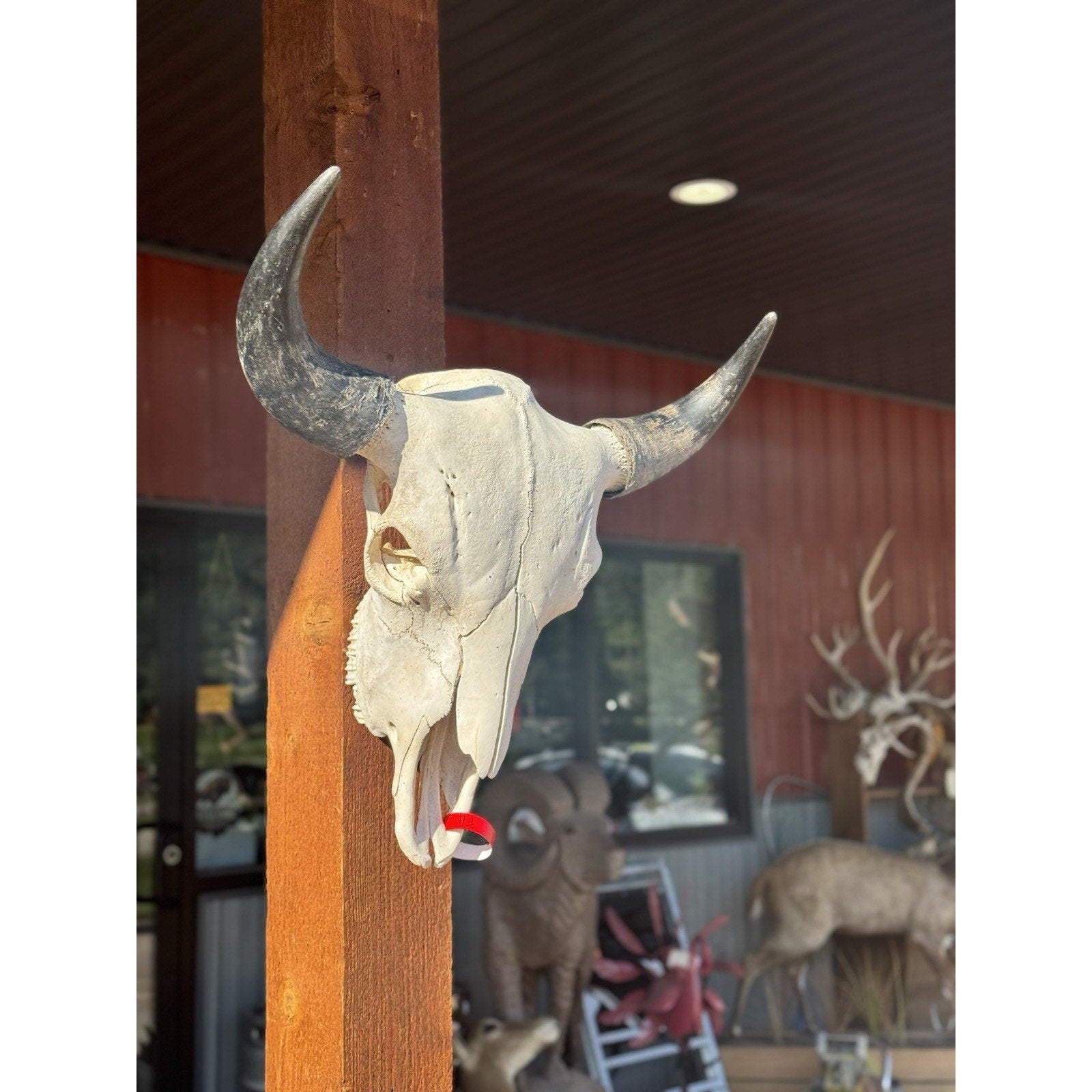 FH47395 - XXL Buffalo / Bison Skull Taxidermy Mount
