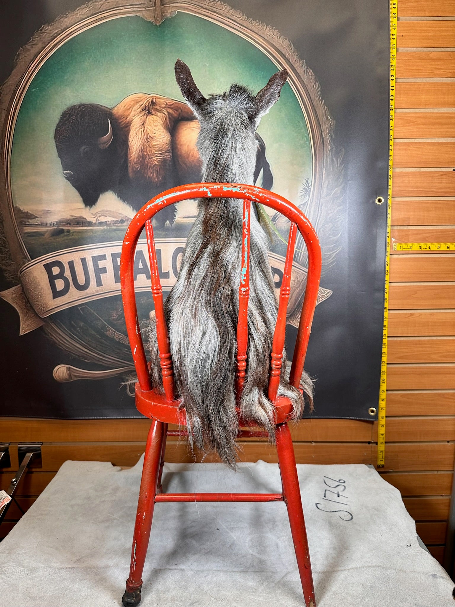 FHGOAT63- beautiful goat taxidermy mount sitting on chair