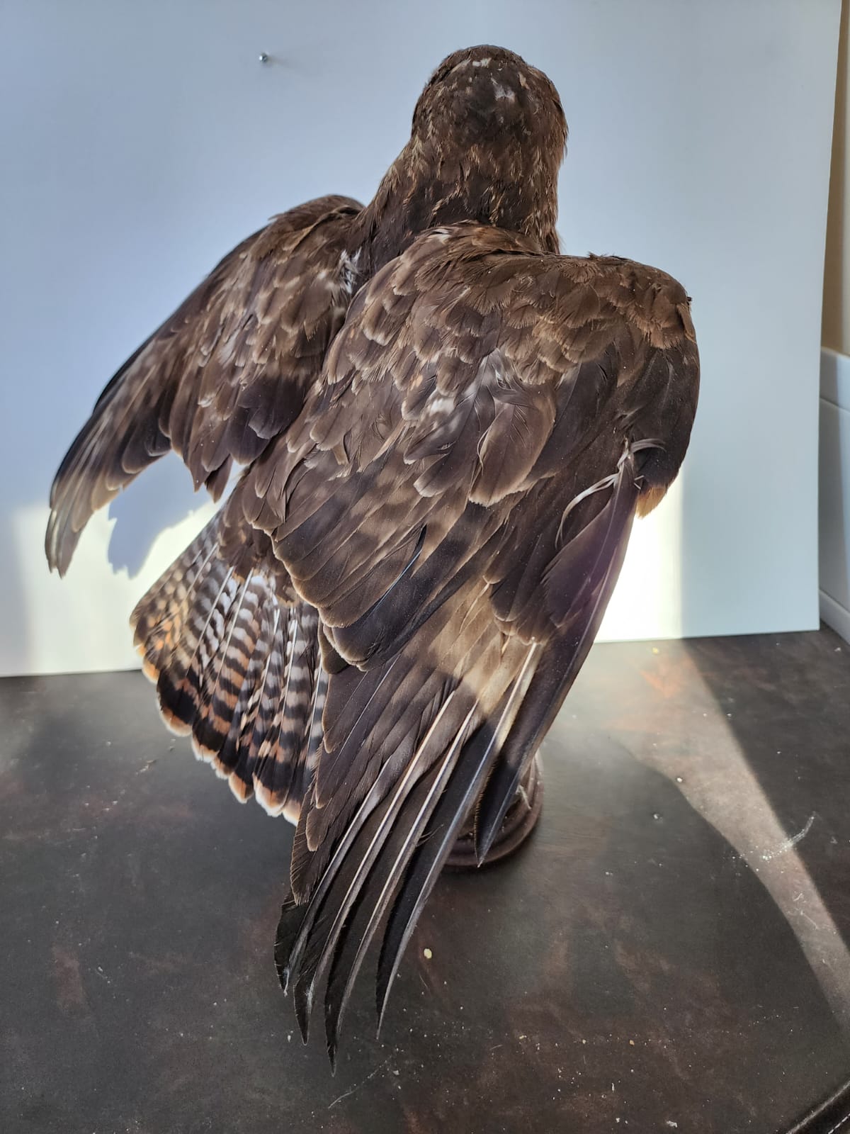 FHBB1 - Buteo Buteo taxidermy mount