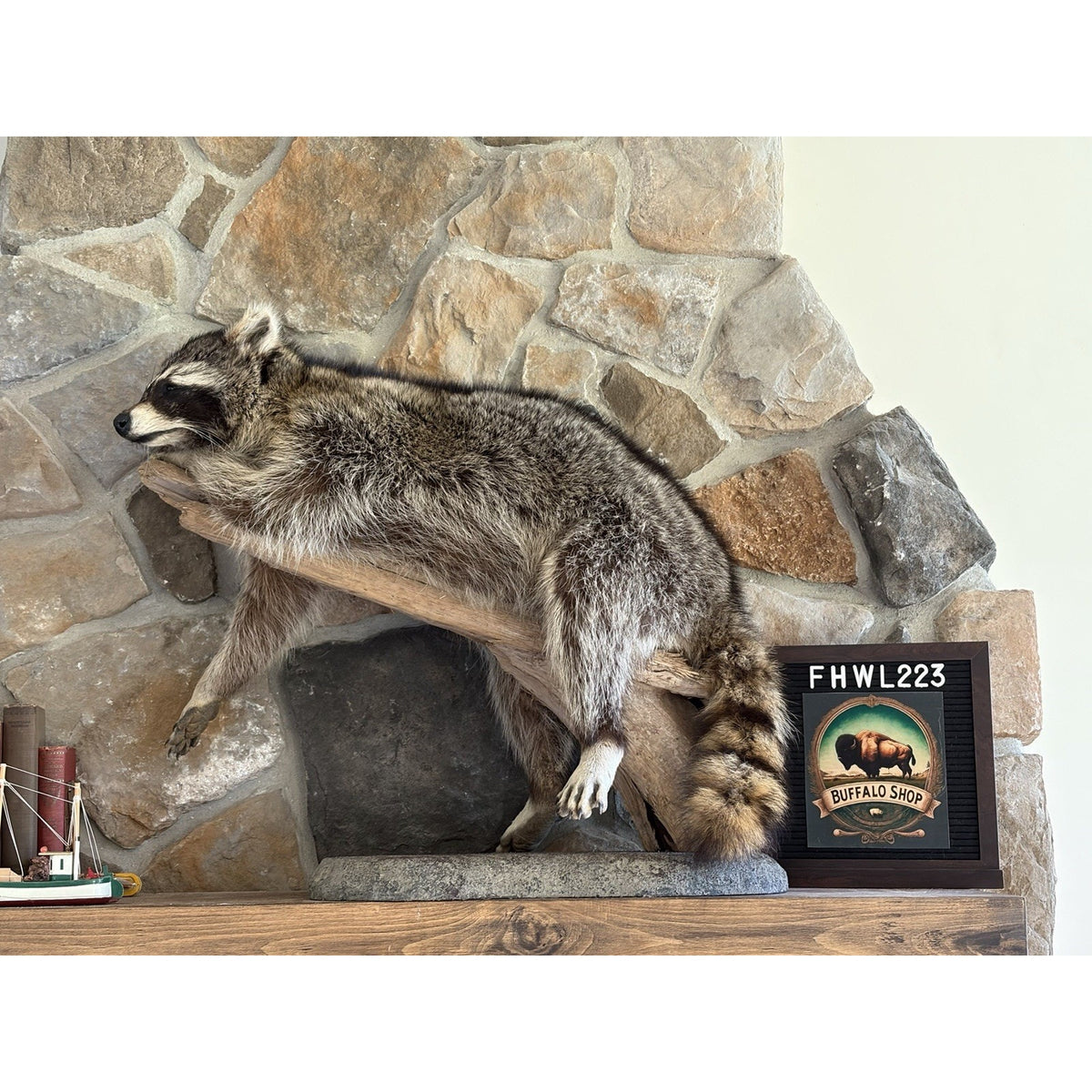 FHWL223 -premium Fat Raccoon Taxidermy Mount