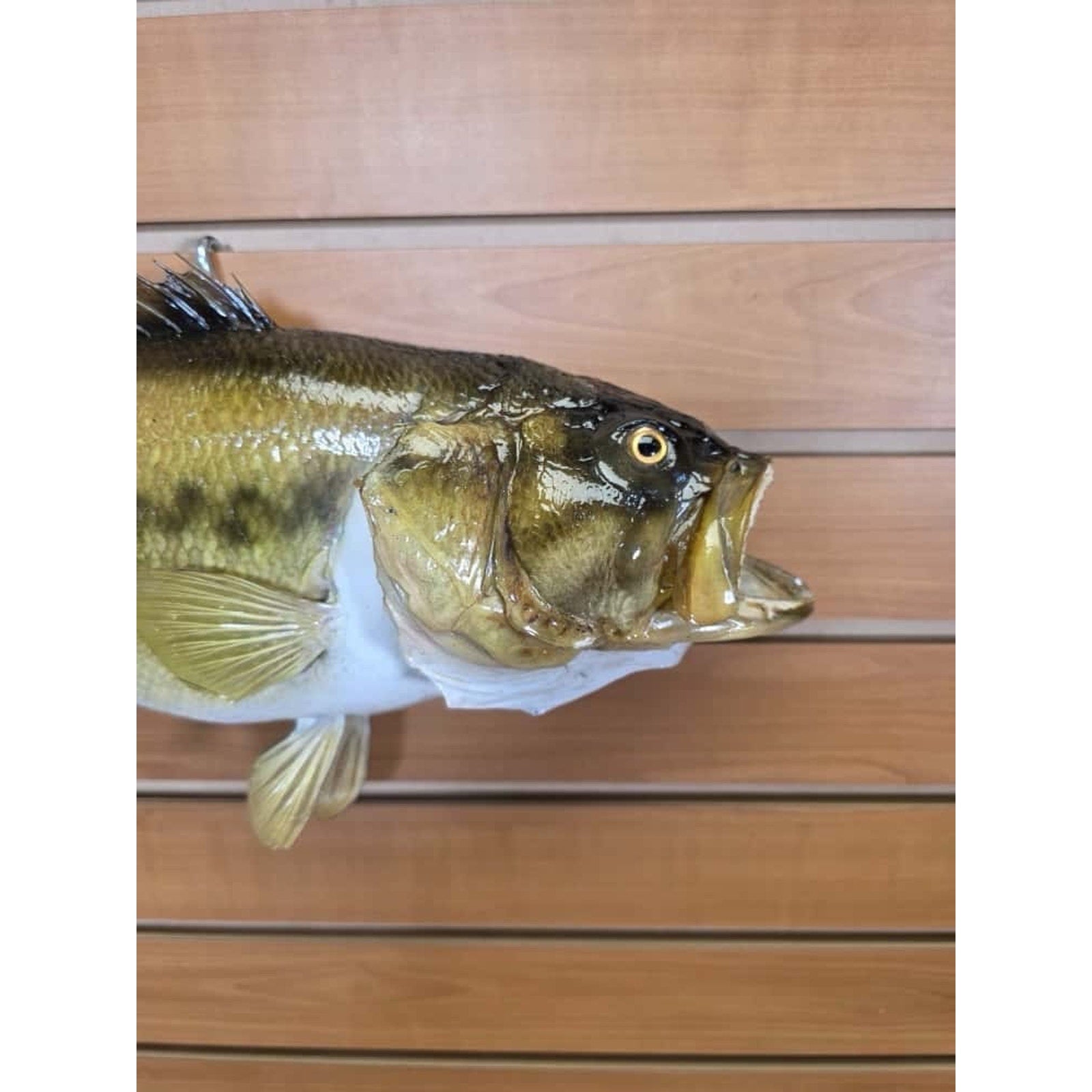 JTV206 - bass 19” Real Skin Fish Taxidermy Mount