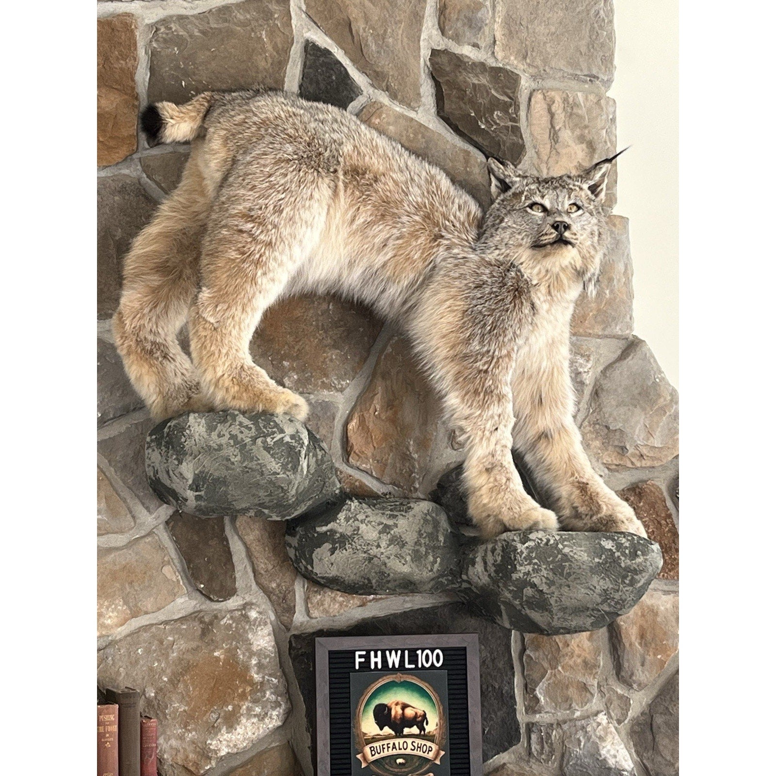 FHWL100 - Alaskan Lynx Taxidermy Full Body Mount Prime Fur
