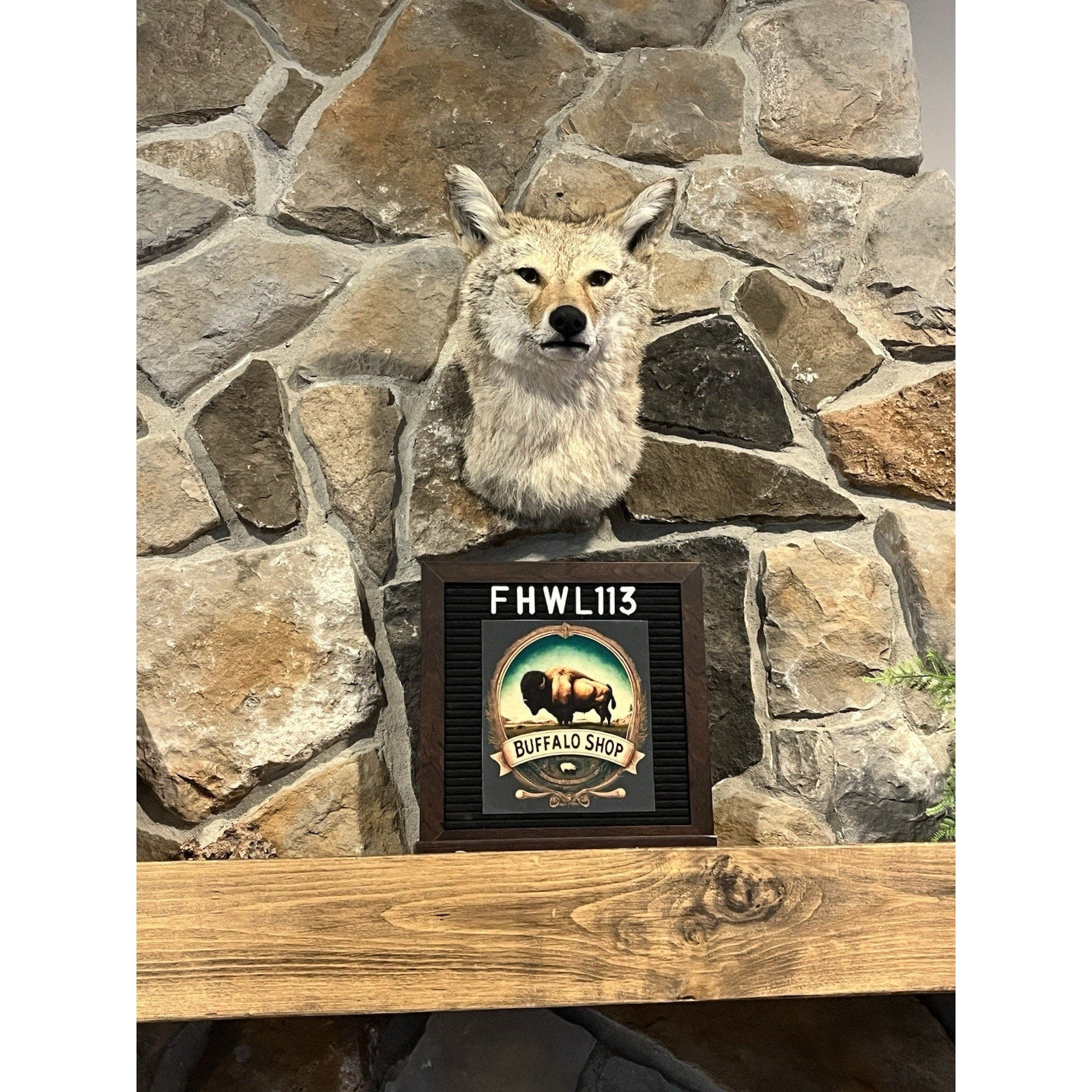 FHWL113- Coyote Shoulder Museum Quality mount Taxidermy