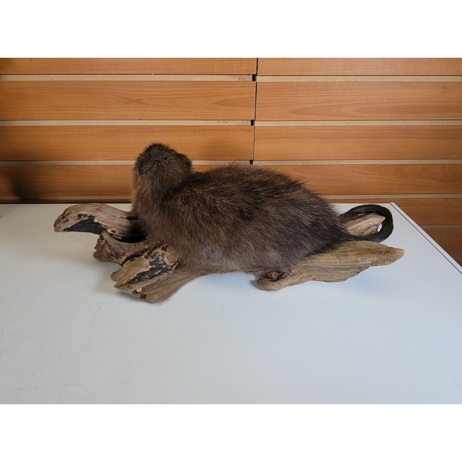 FHMUSK6 - Muskrat Taxidermy Mount