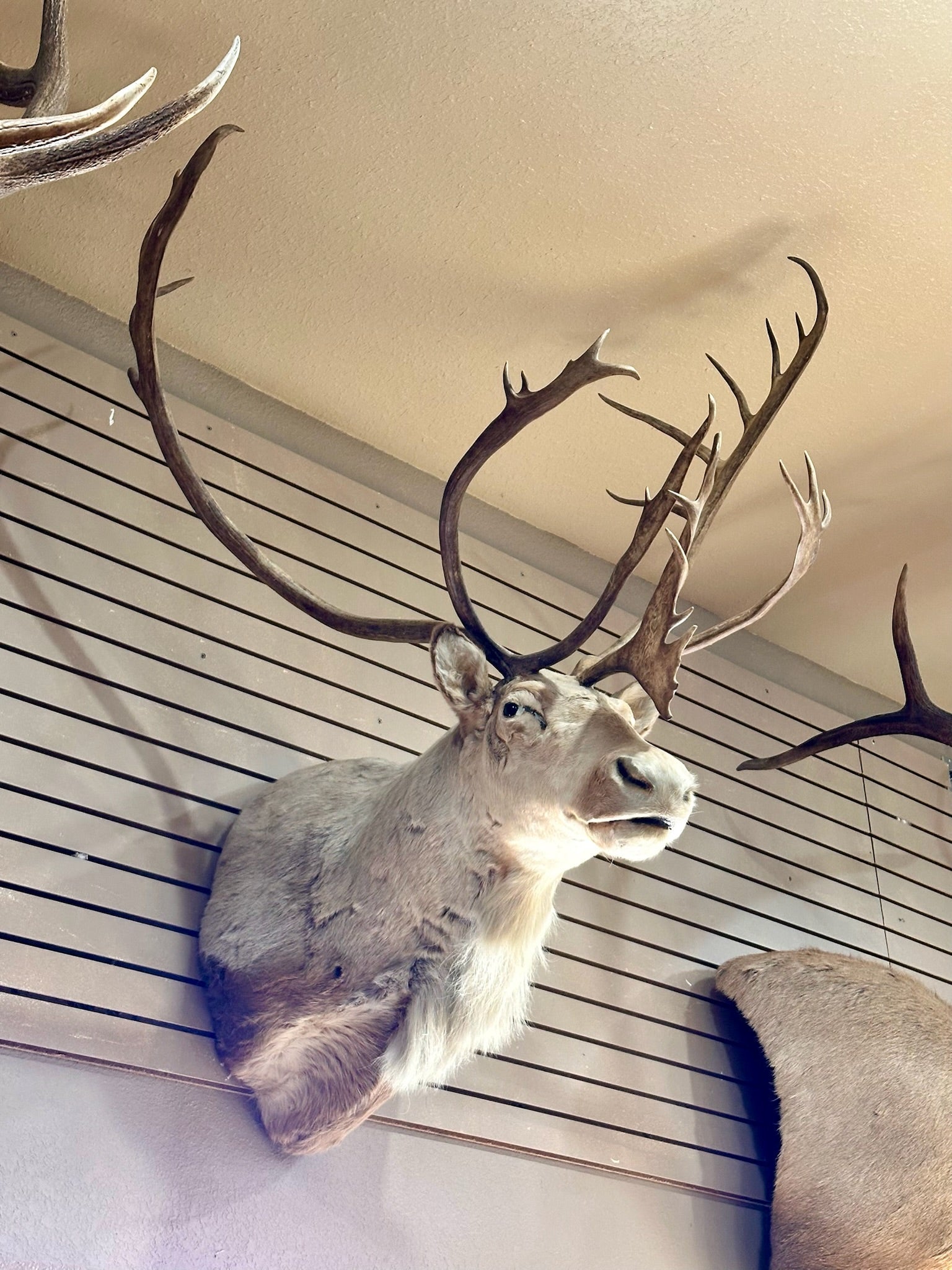FH193- Caribou taxidermy shoulder mount.