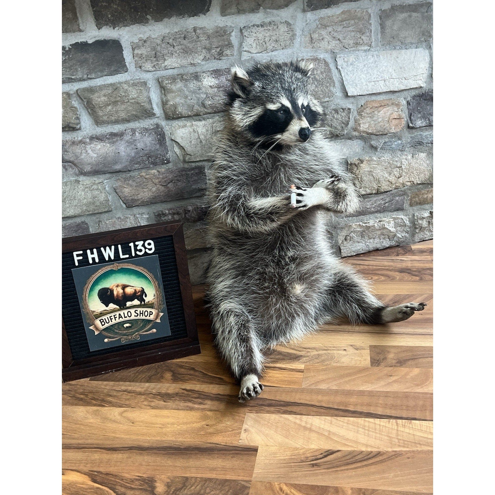 FHWL139 - Smoking Fat Raccoon Taxidermy Mount