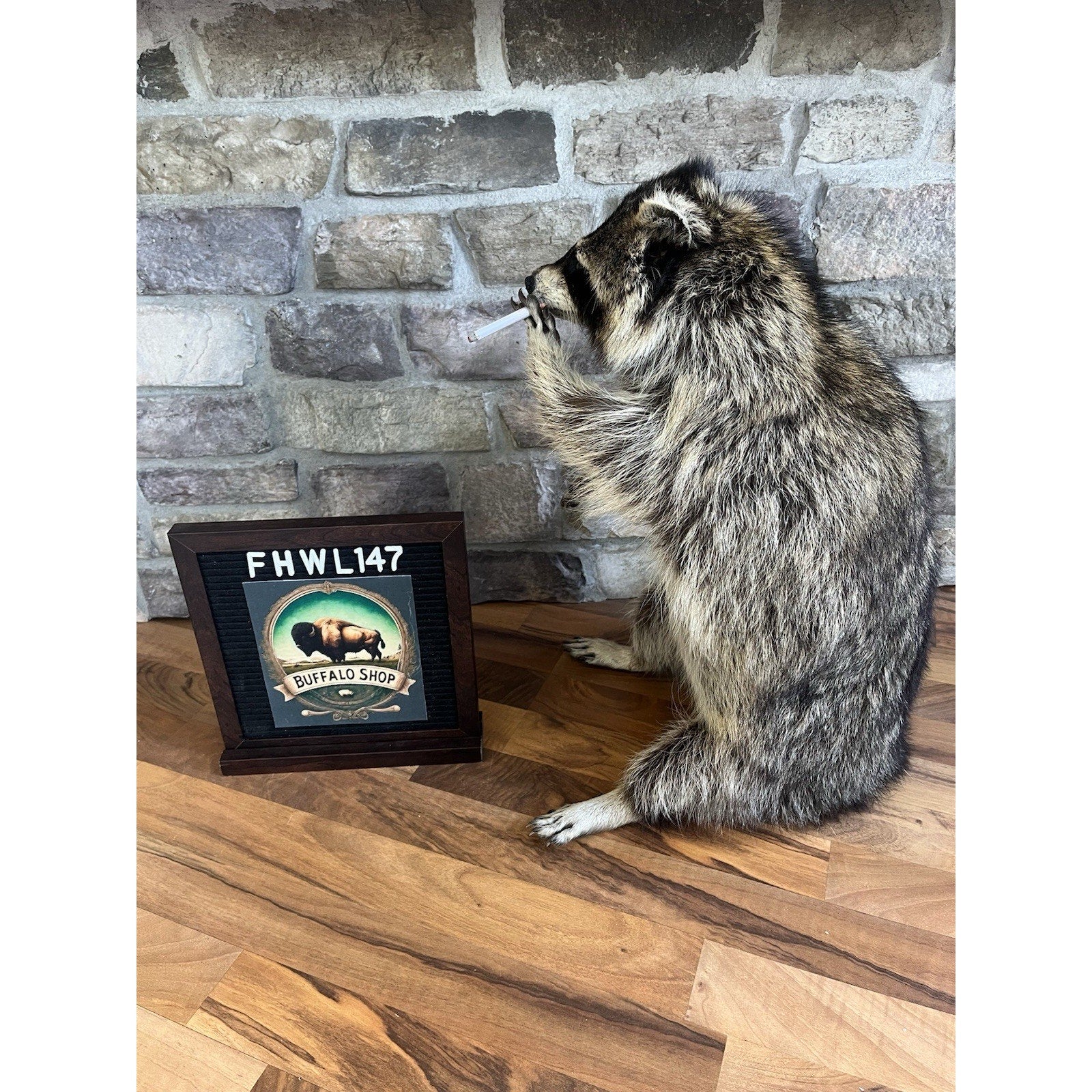 FHWL147- Fat Smoking Raccoon Taxidermy Mount