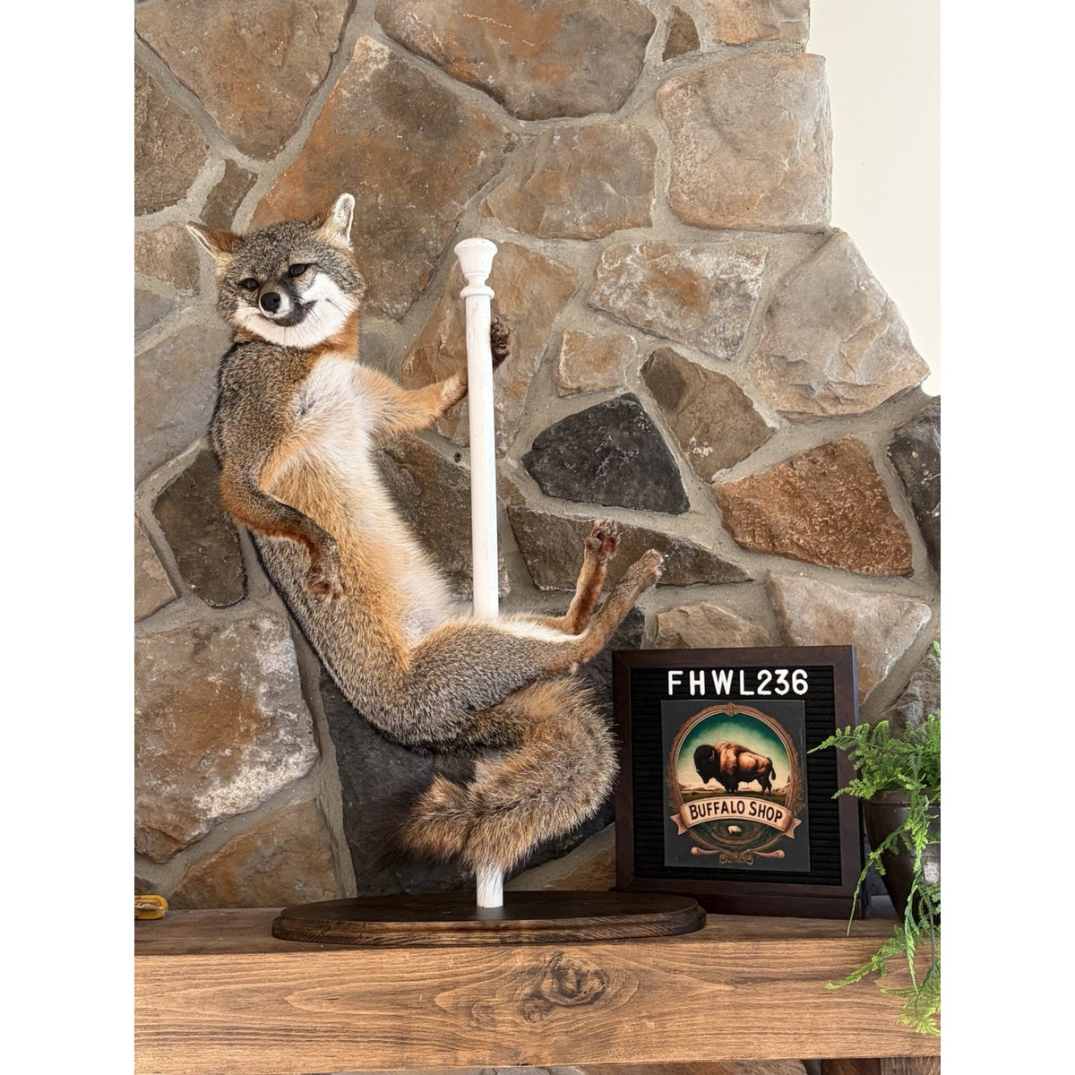 FHWL236- Grey Fox Taxidermy Full Body Mount Cabin Camp Man Cave