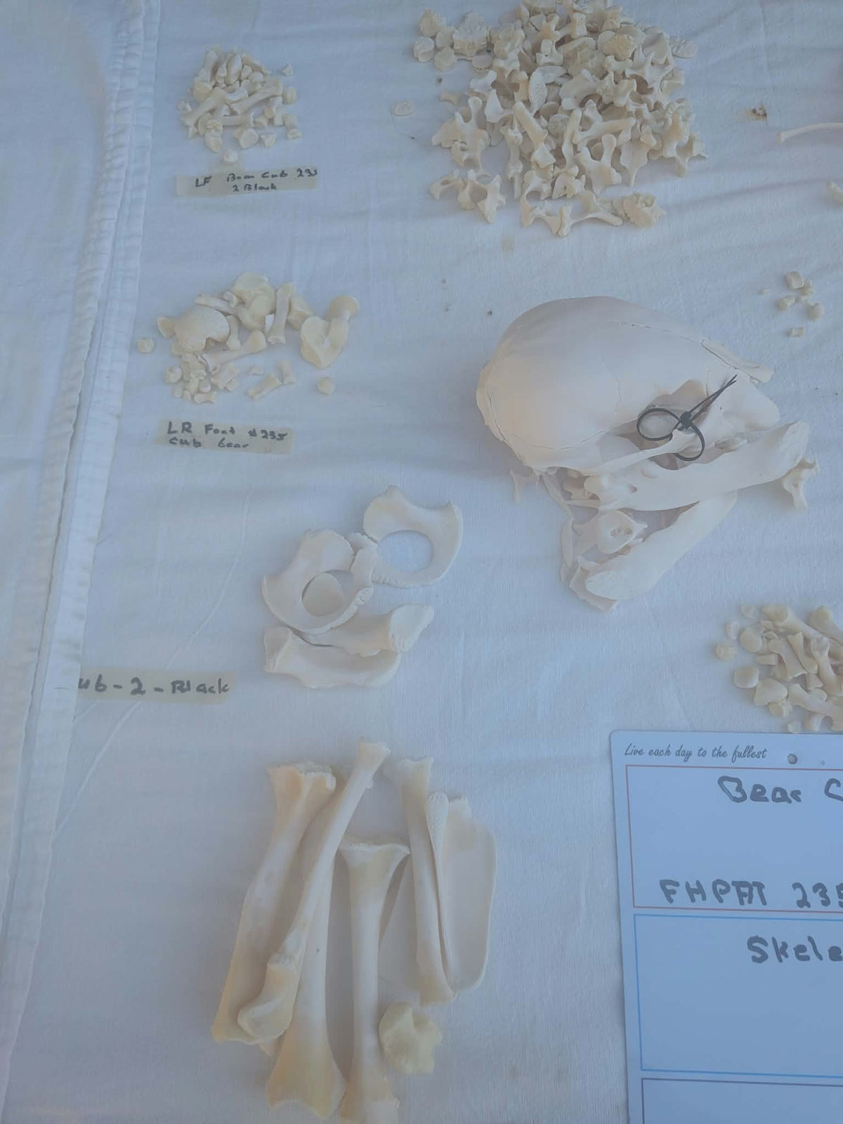 FHPAT235 - black bear cub baby Skeleton Professionally Cleaned For Articulation