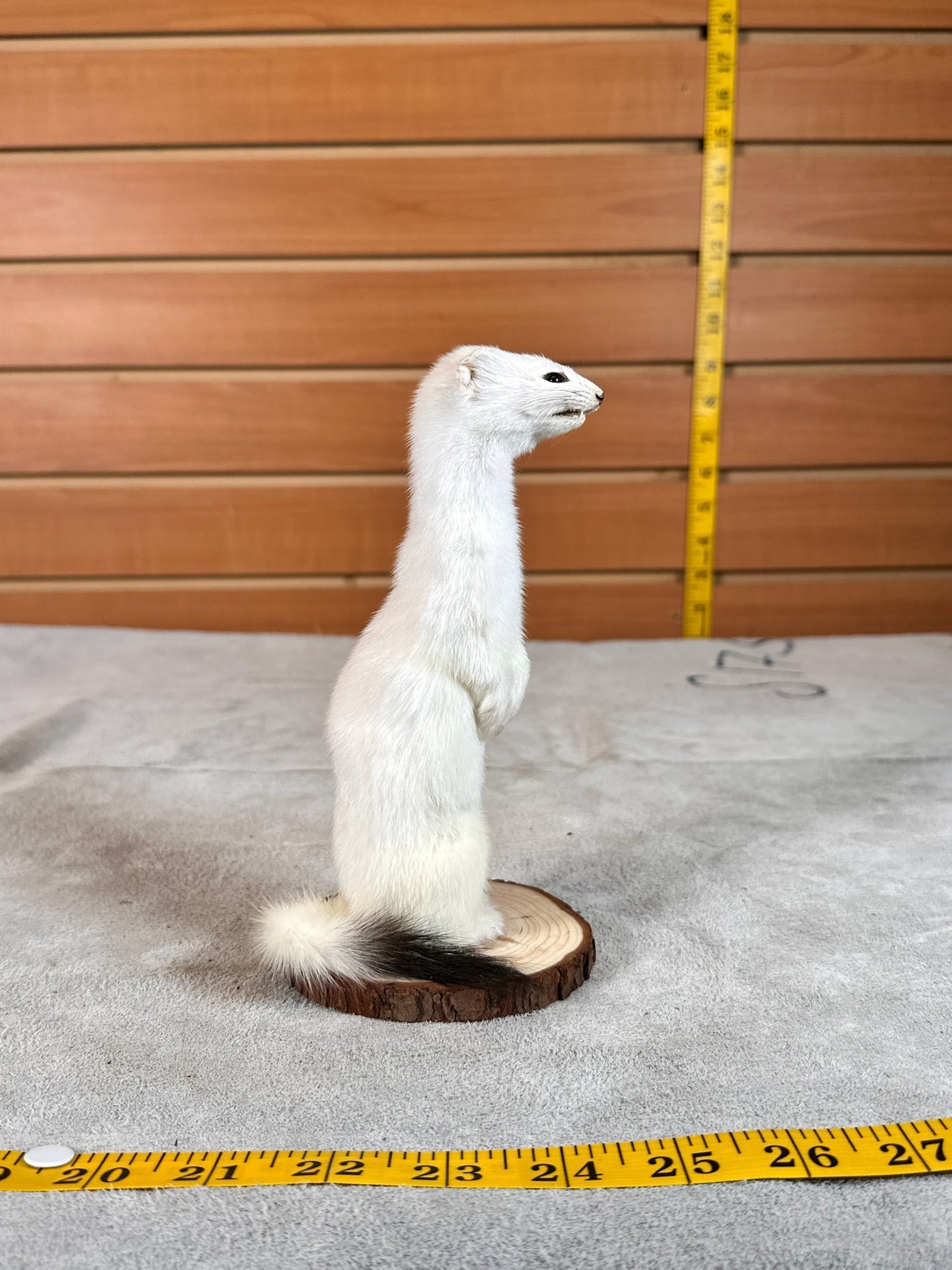 FHWEAS29 - Beautiful Adorable Weasel Ermine Small Animal Taxidermy