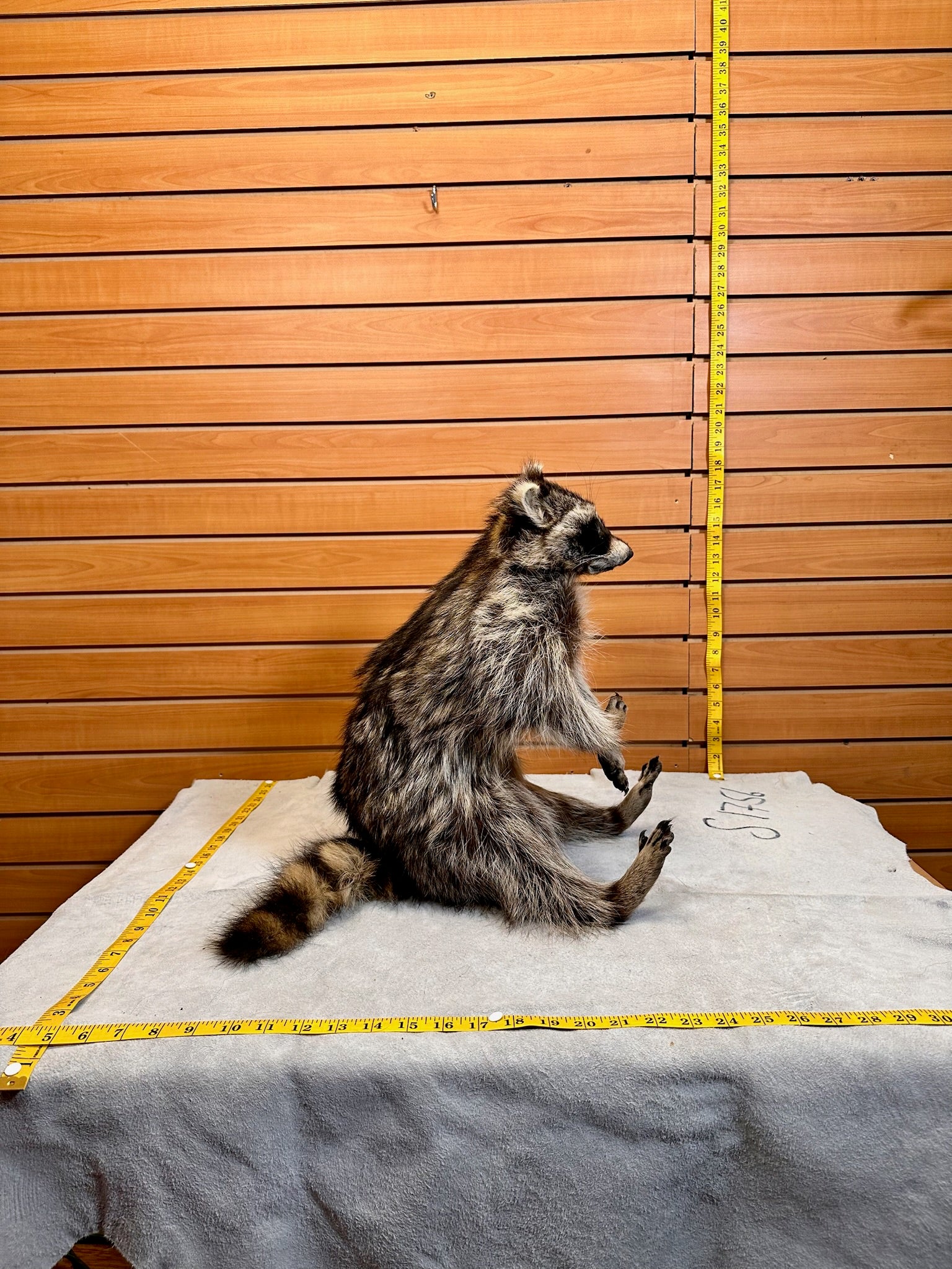 FH233- raccoon taxidermy mount