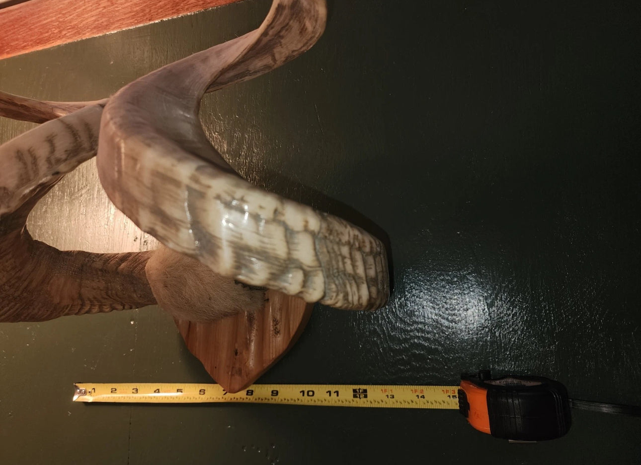 FH523 - Pair of authentic NATURAL RAMS HORNS MOUNTED.