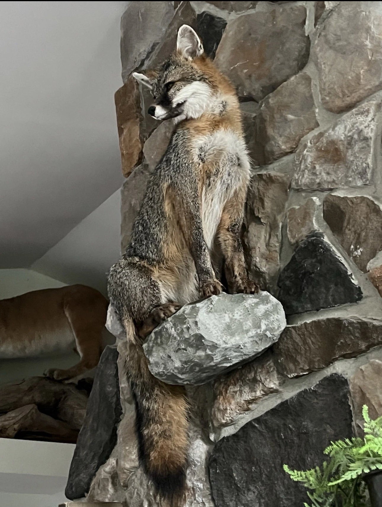 FHWA0901-Grey Fox Taxidermy Full Body Mount Cabin Camp Man Cave