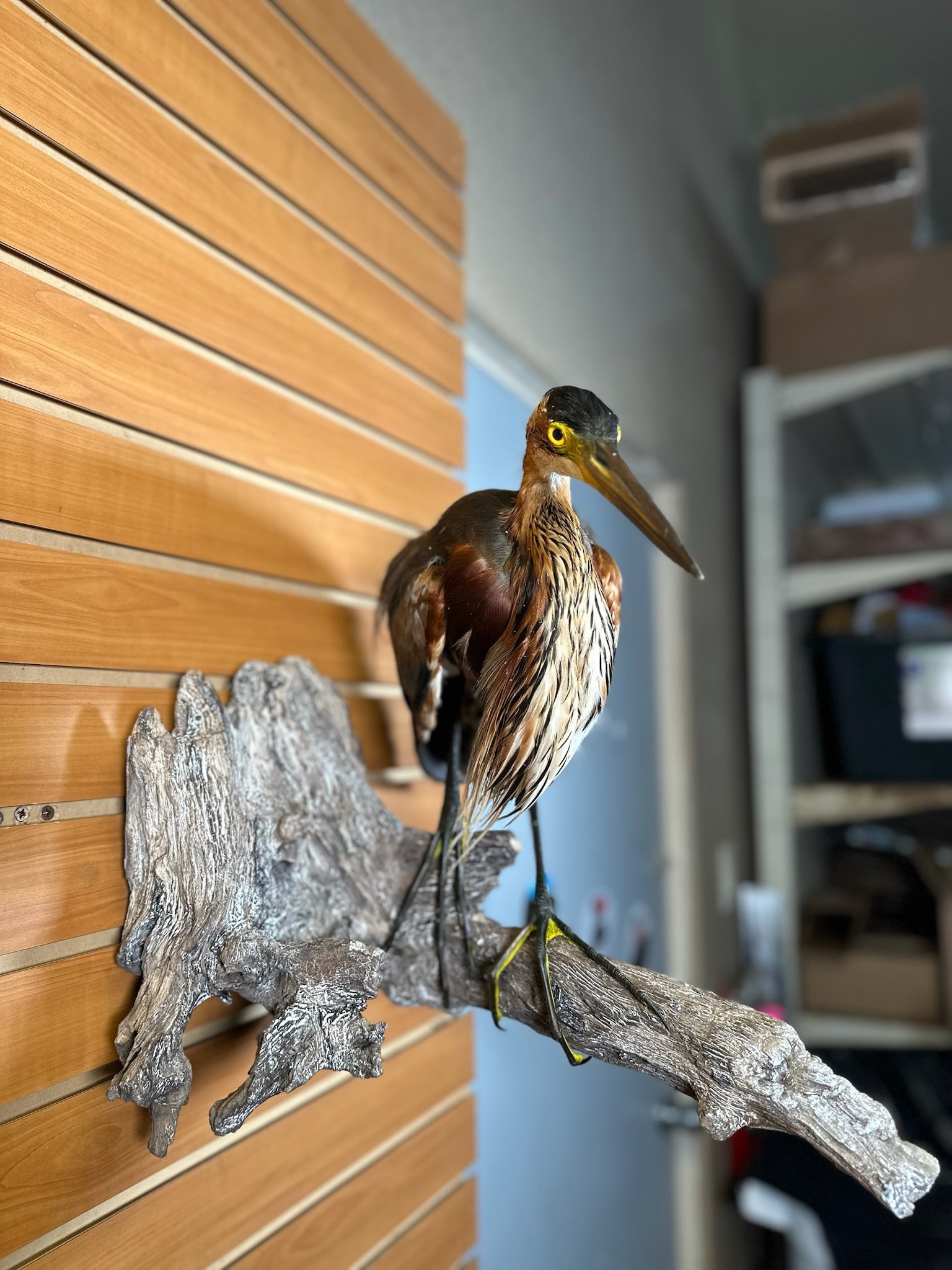 FHART12- Purple Heron taxidermy mount
