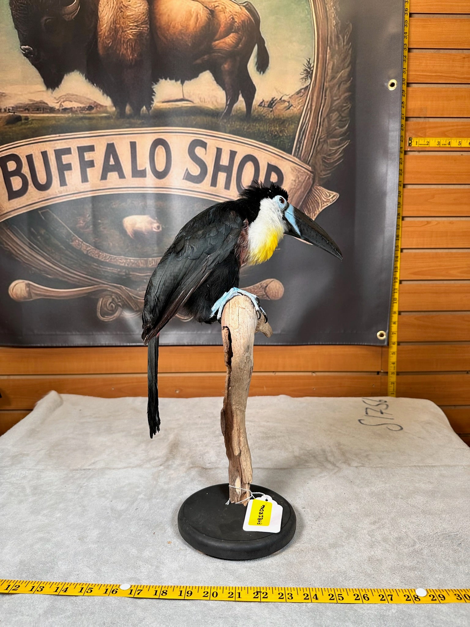 FHBIRD16-channel-billed toucan (Ramphastos vitellinus) Taxidermy Mount