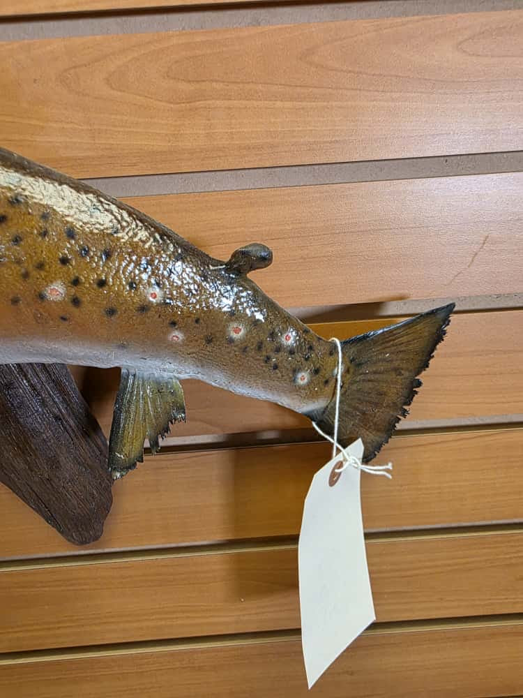FHCM6292 -22" Brown Trout Real Skin Fish Taxidermy