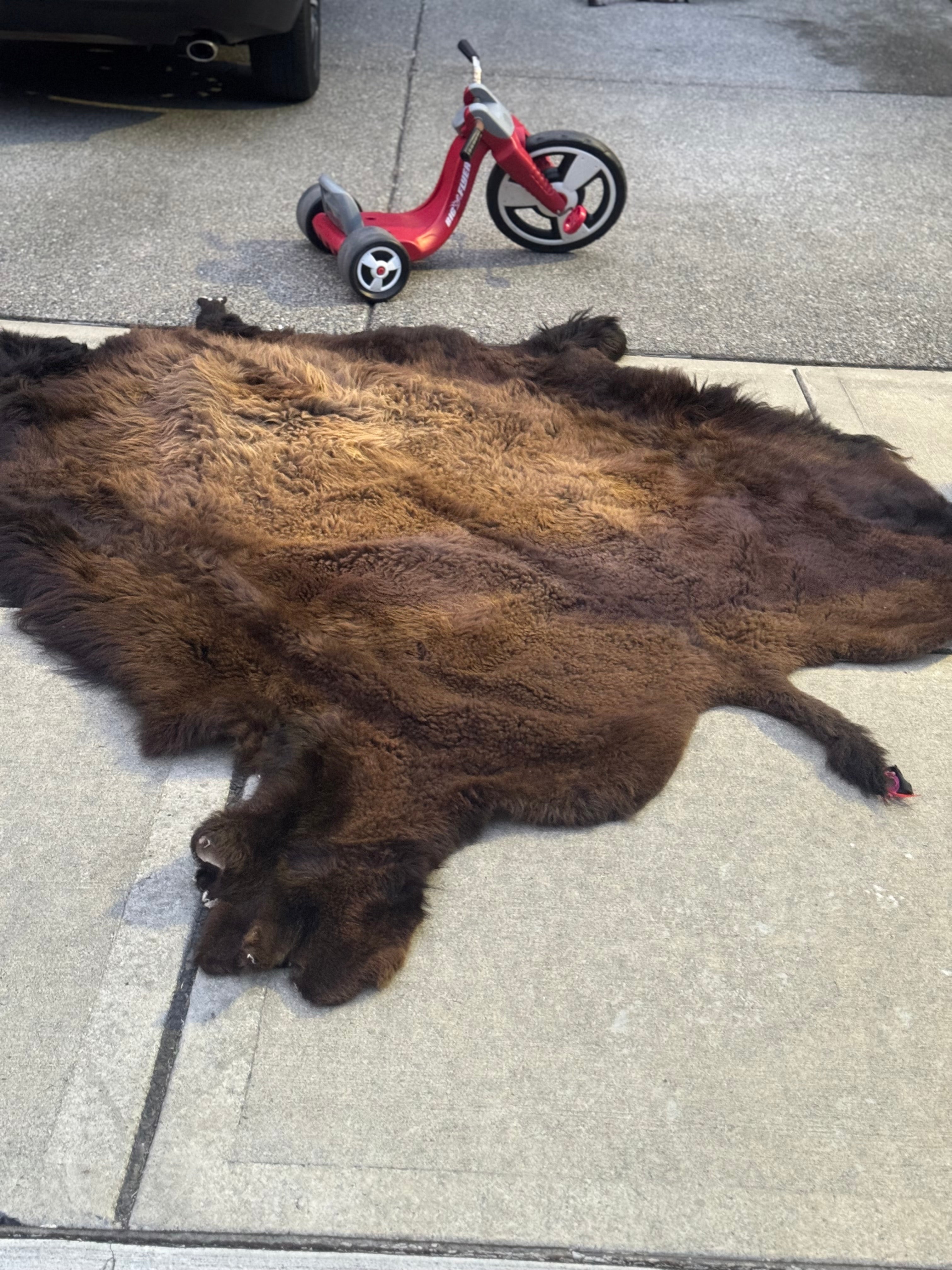 FHWA556 - XXL premium Prime Real Buffalo / Bison Fresh Taxidermy Rug Hide