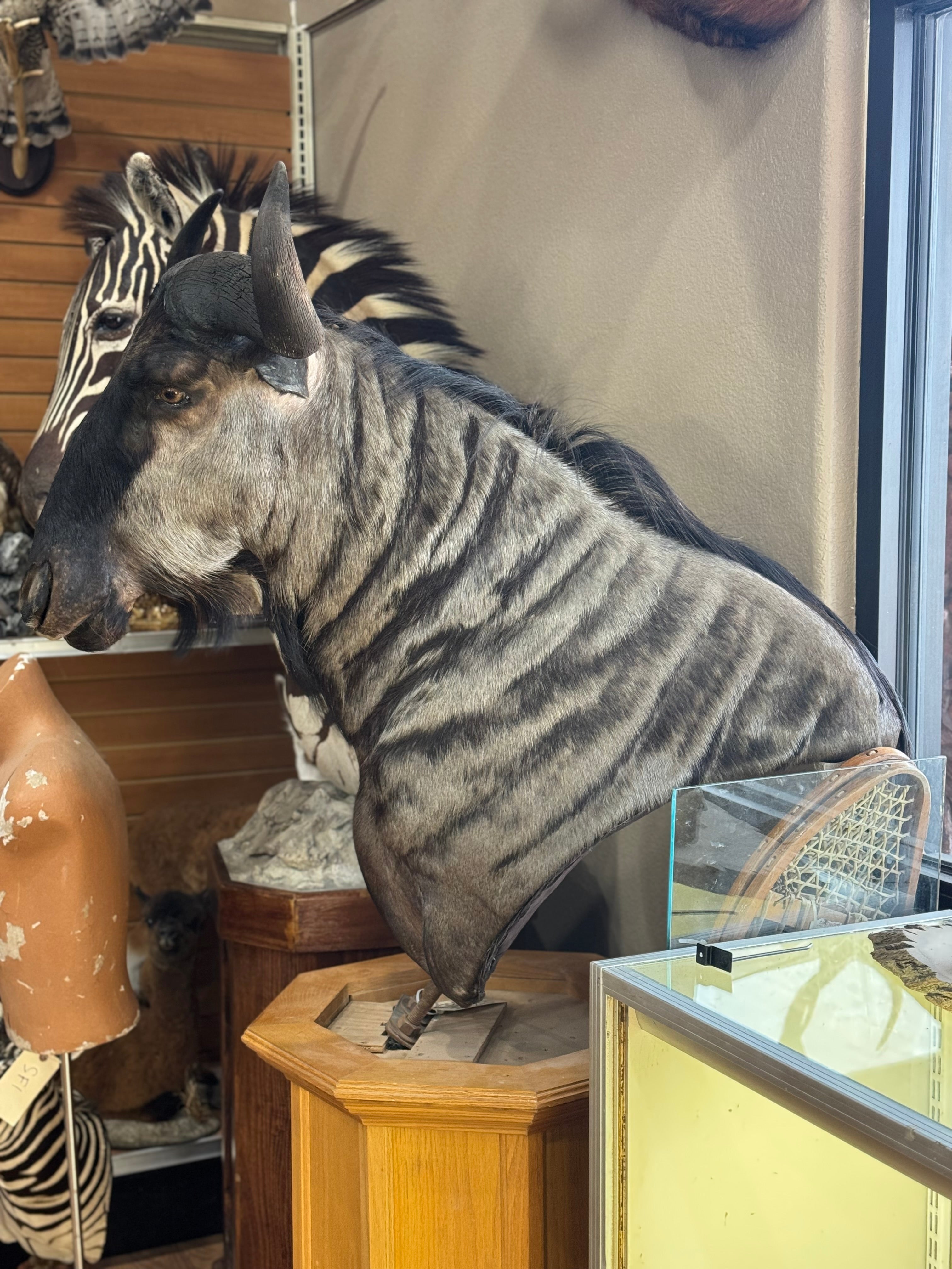 FH185-African Blue Wildebeest Pedestal Taxidermy Mount