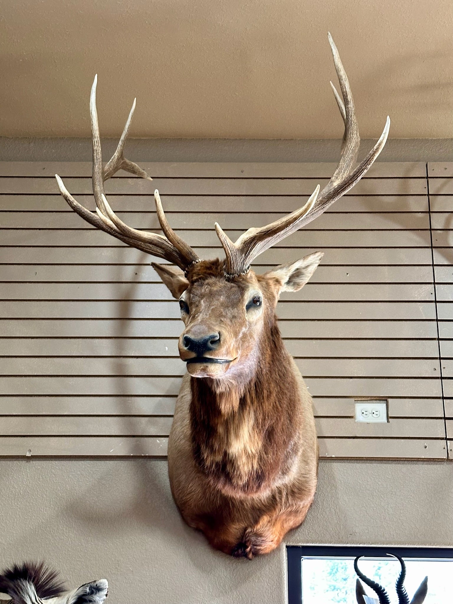 FH194- Beautiful Elk taxidermy mount