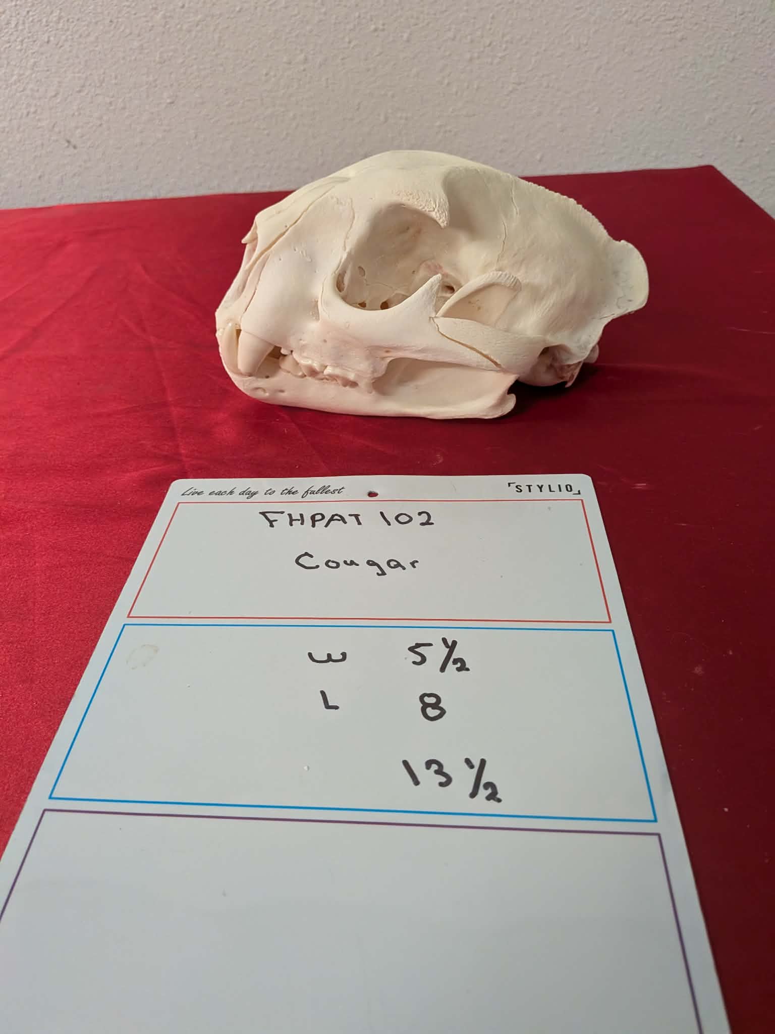 FHPAT102 - real Cougar Skull professionally cleaned