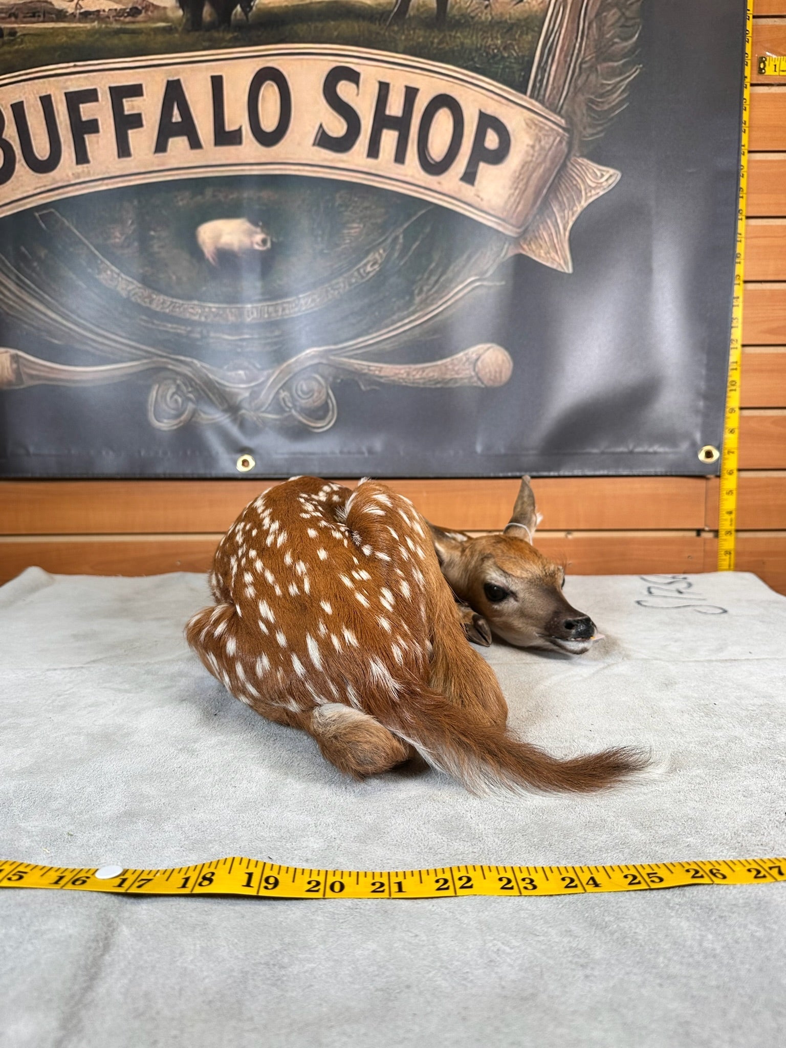 FHDEER5- Baby Deer Fawn tiny taxidermy mount