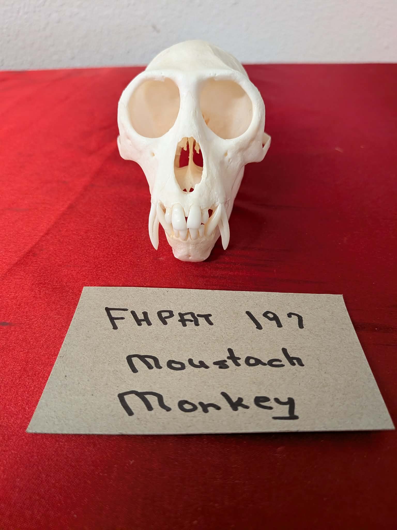 FHPAT197 - mustached real monkey skull