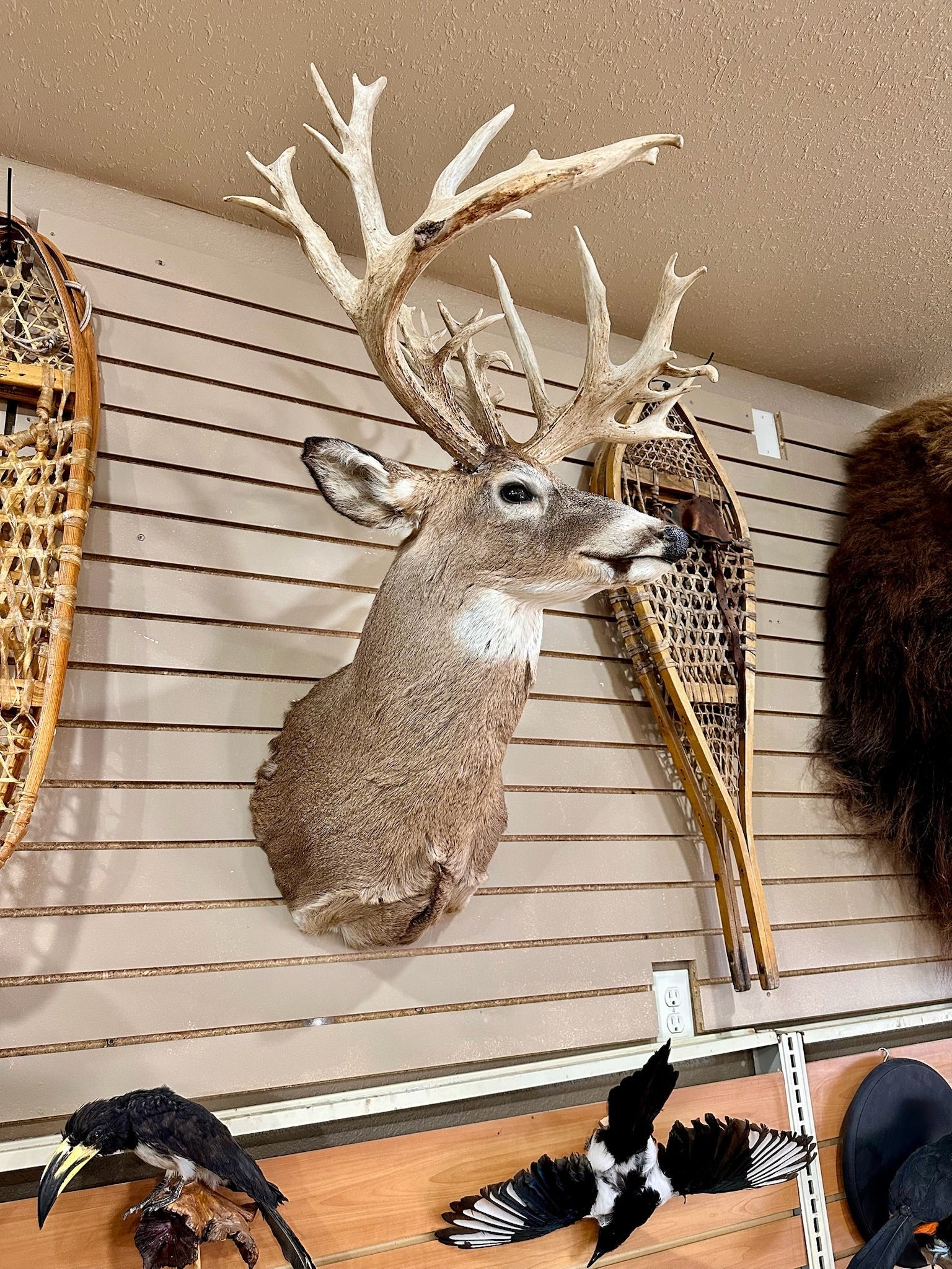 FH195- four whitetail taxidermy mounts